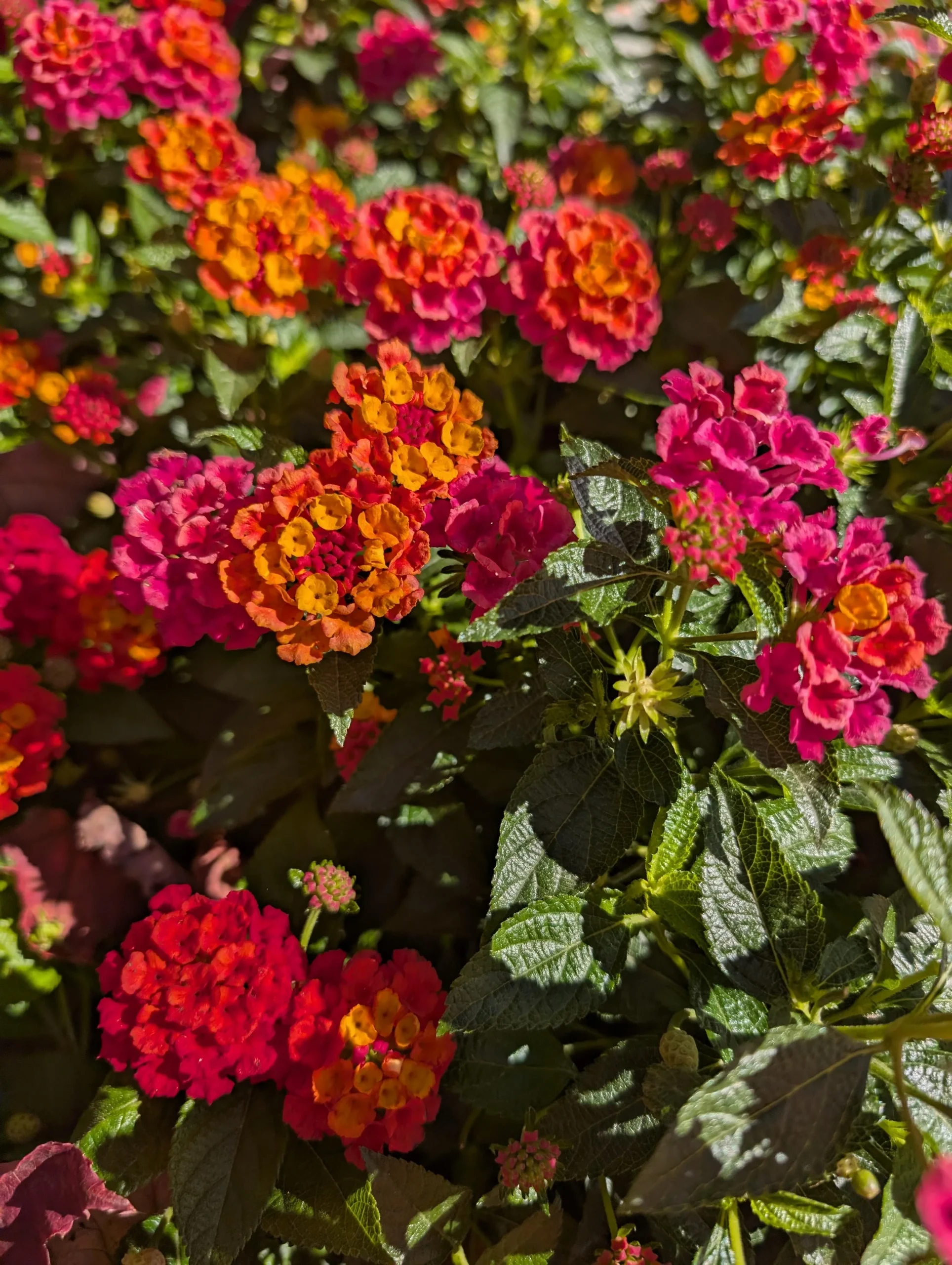 Lantana che cambia colore: il segreto dei fiori gialli, arancio e rosa nello stesso ciuffo