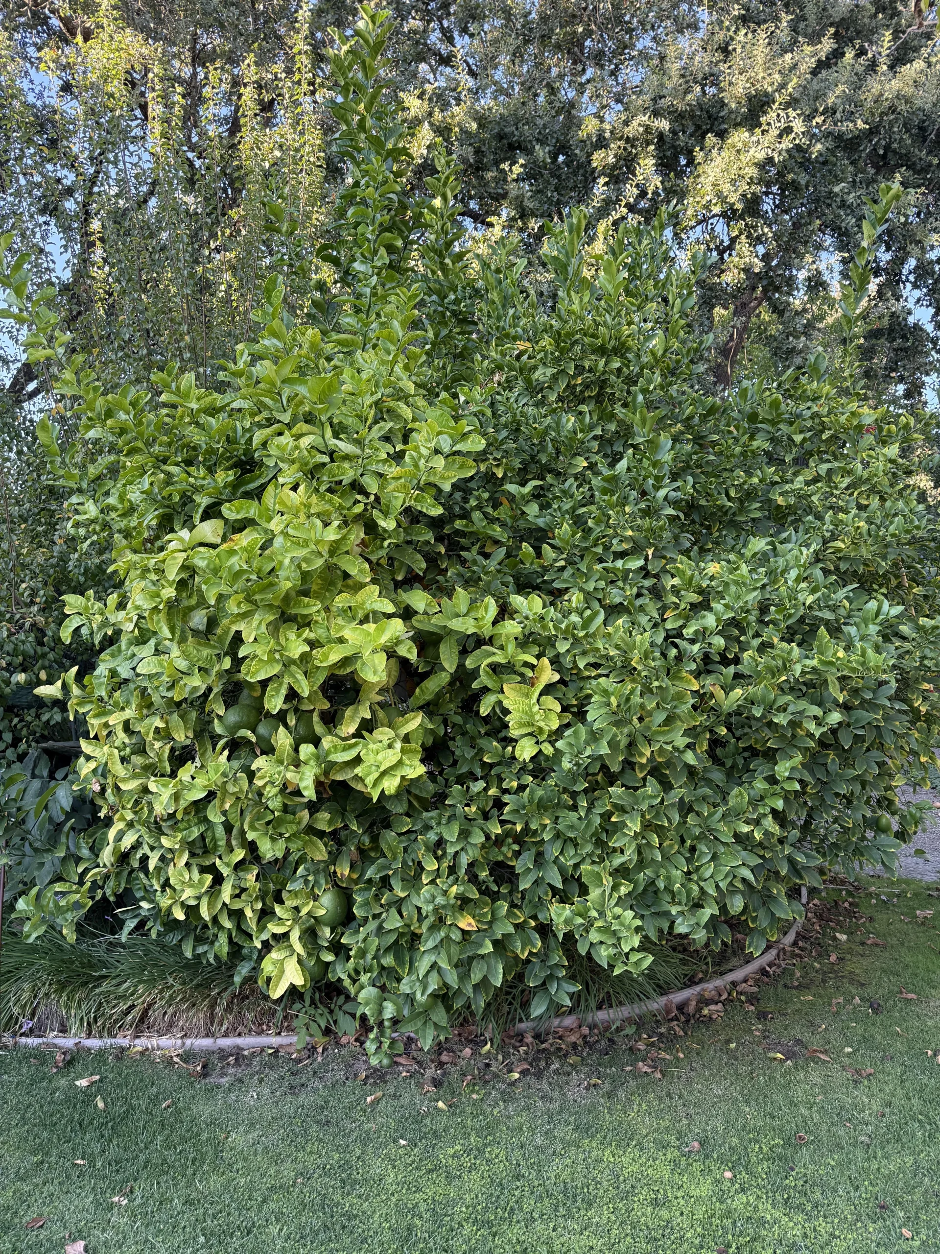 Limone con frutti grandi e verdi che non maturano? Probabile ricaccio del portinnesto