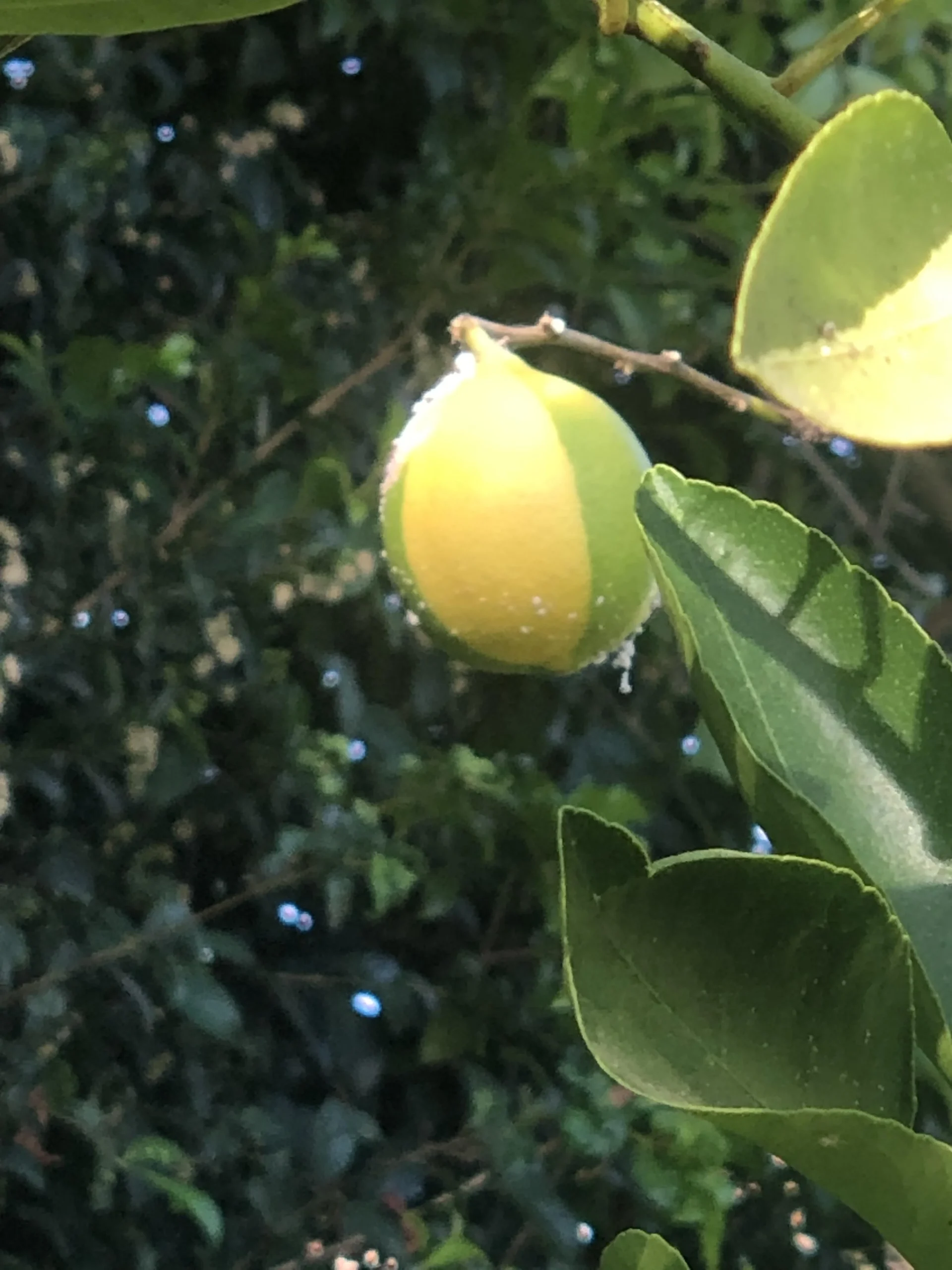 Limone giallo solo da una parte? Il colore dipende dalle notti fresche, non da quanto è maturo il frutto