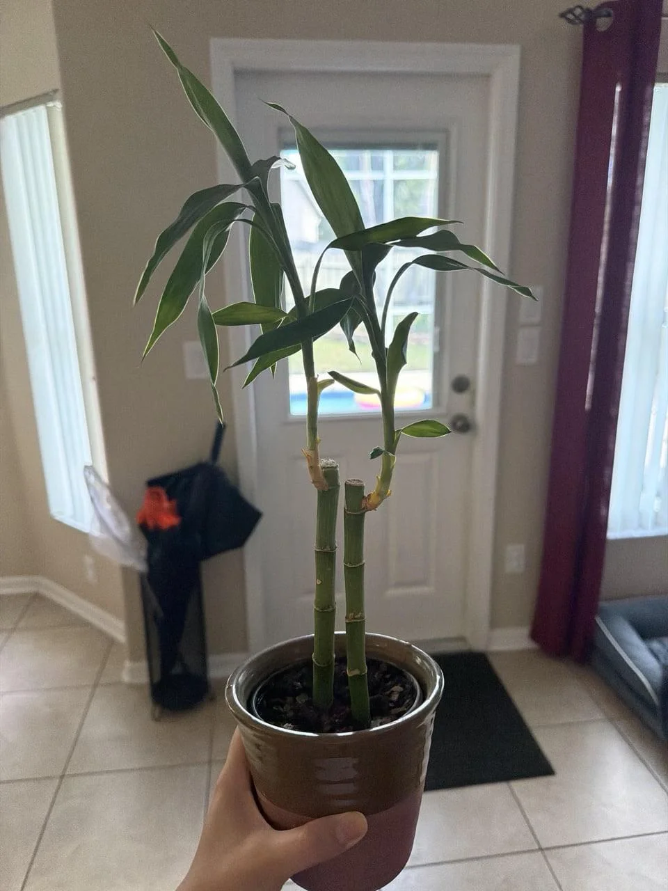 Lucky bamboo con le foglie gialle: cosa ti sta dicendo davvero la tua acqua del rubinetto