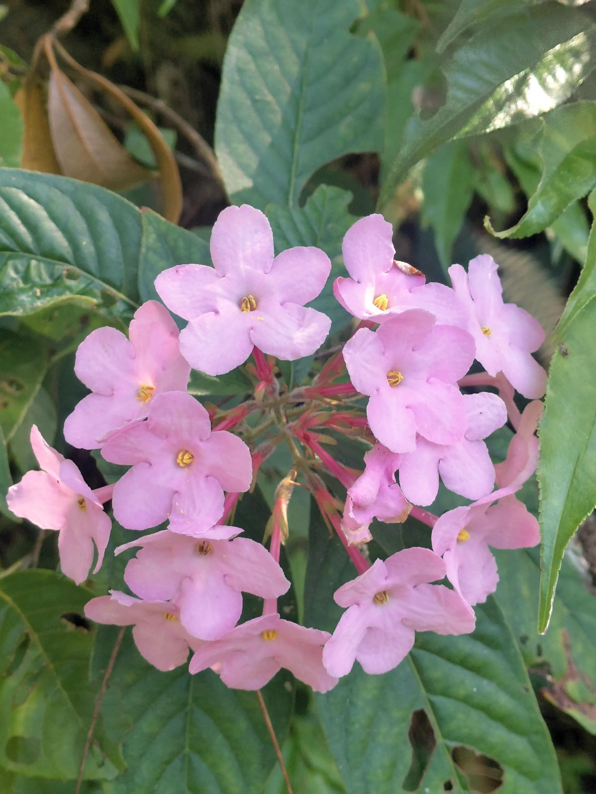 Luculia gratissima: l'arbusto himalayano che profuma di gardenia a dicembre e come coltivarlo in Italia