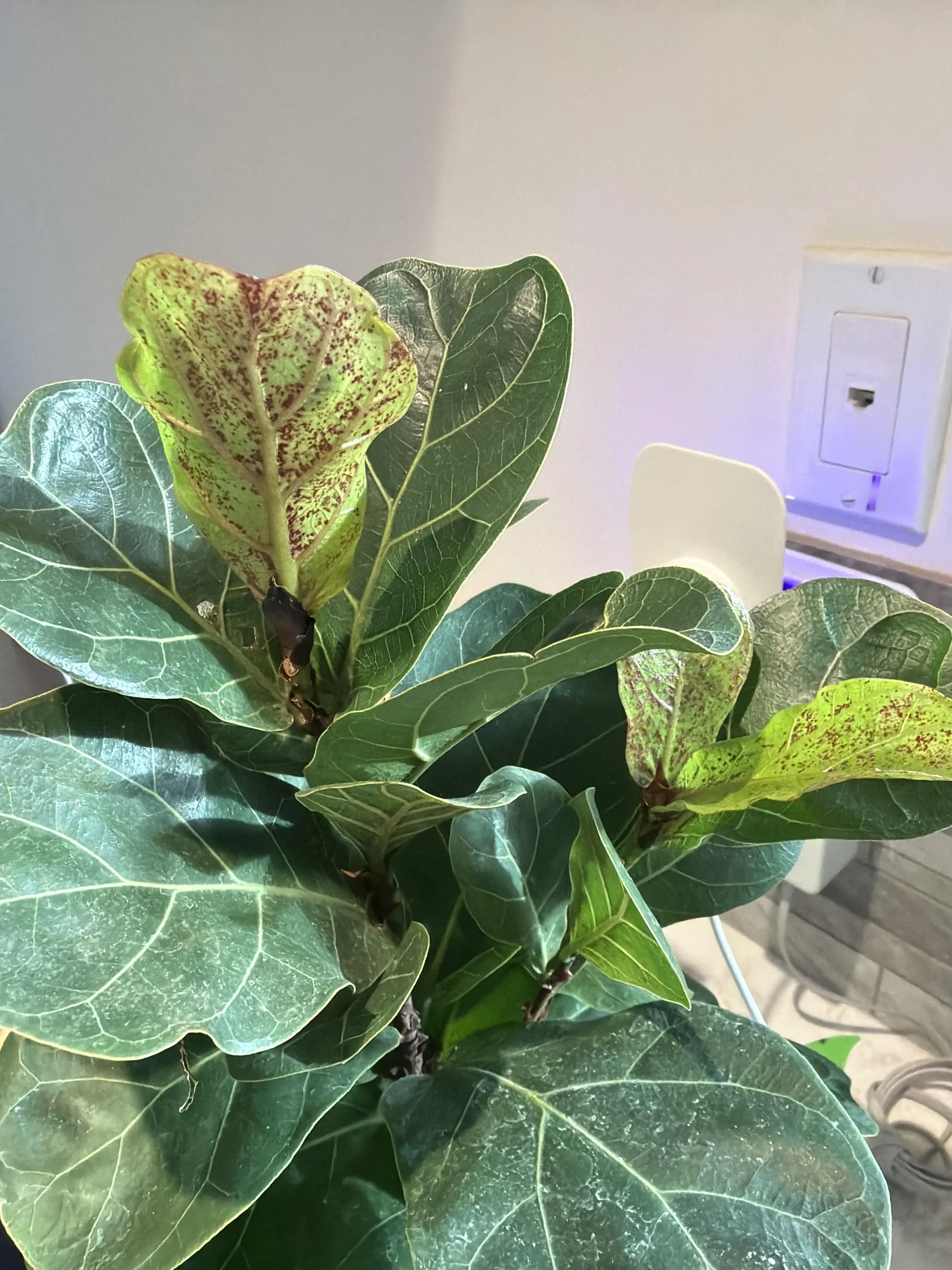 Macchie rosse sulle foglie del Ficus lyrata: come capire in 60 secondi se è edema o parassiti