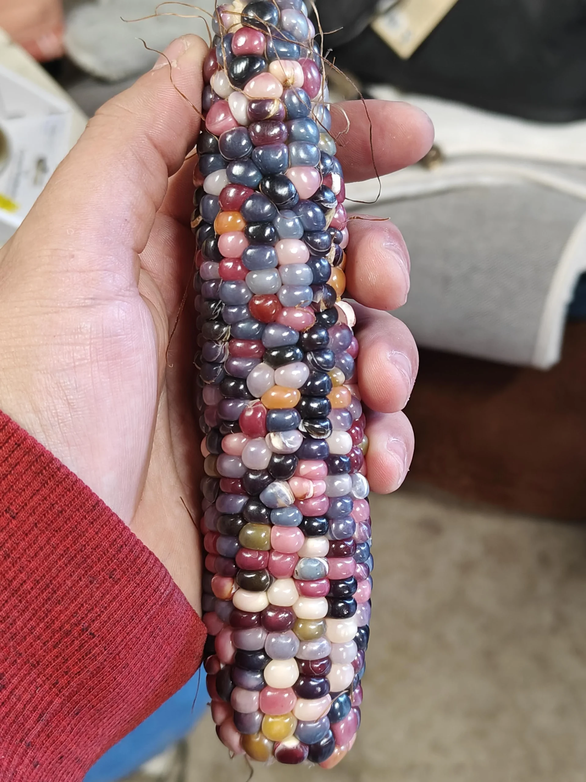 Mais arcobaleno Glass Gem: perché ogni chicco ha un colore diverso e come coltivarlo in Italia