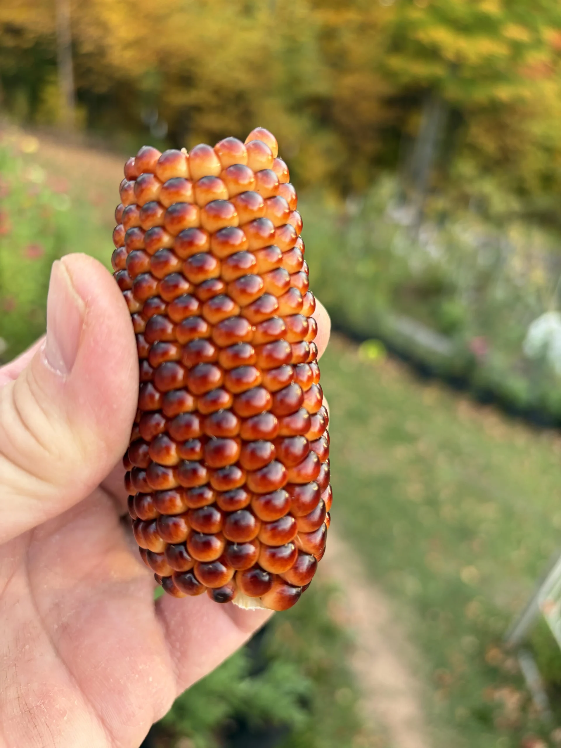 Mais da popcorn, il mistero dei chicchi che non scoppiano: la scienza dentro una micro-caldaia