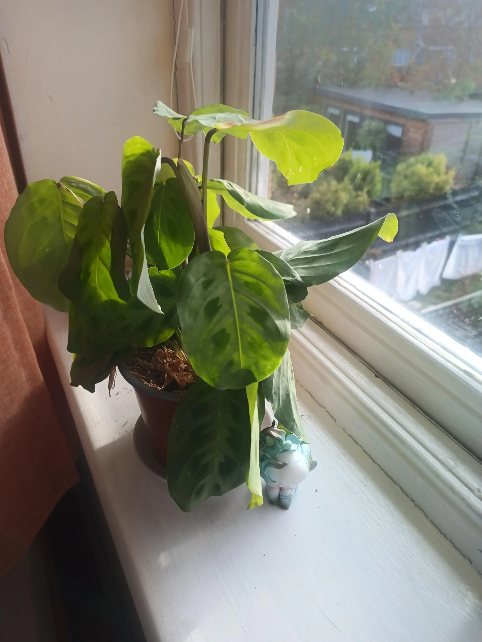 Maranta con le foglie abbassate: come capire se è normale o è stress idrico