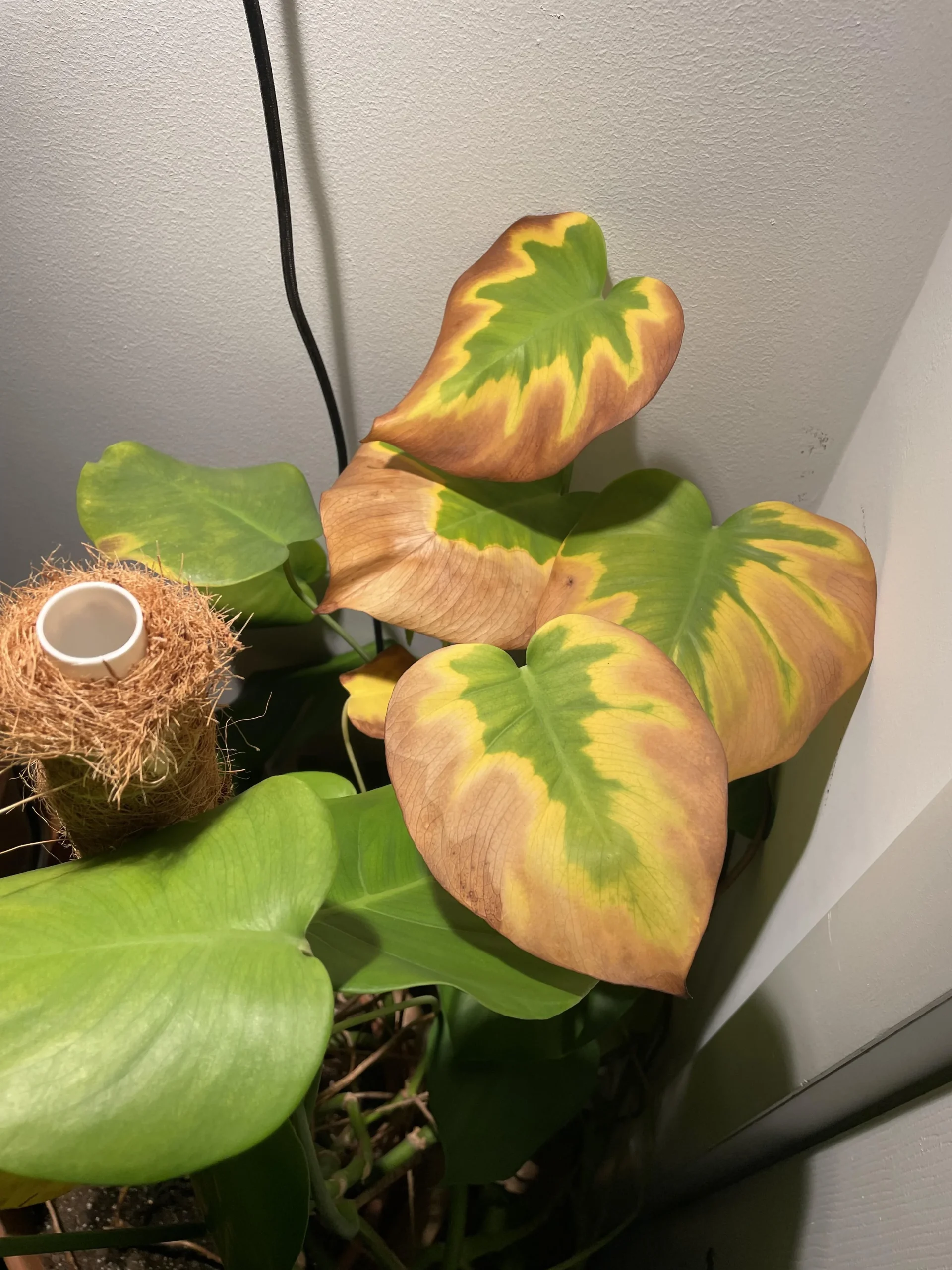 Monstera con le foglie gialle in basso? Quasi sempre è fame di luce, non acqua