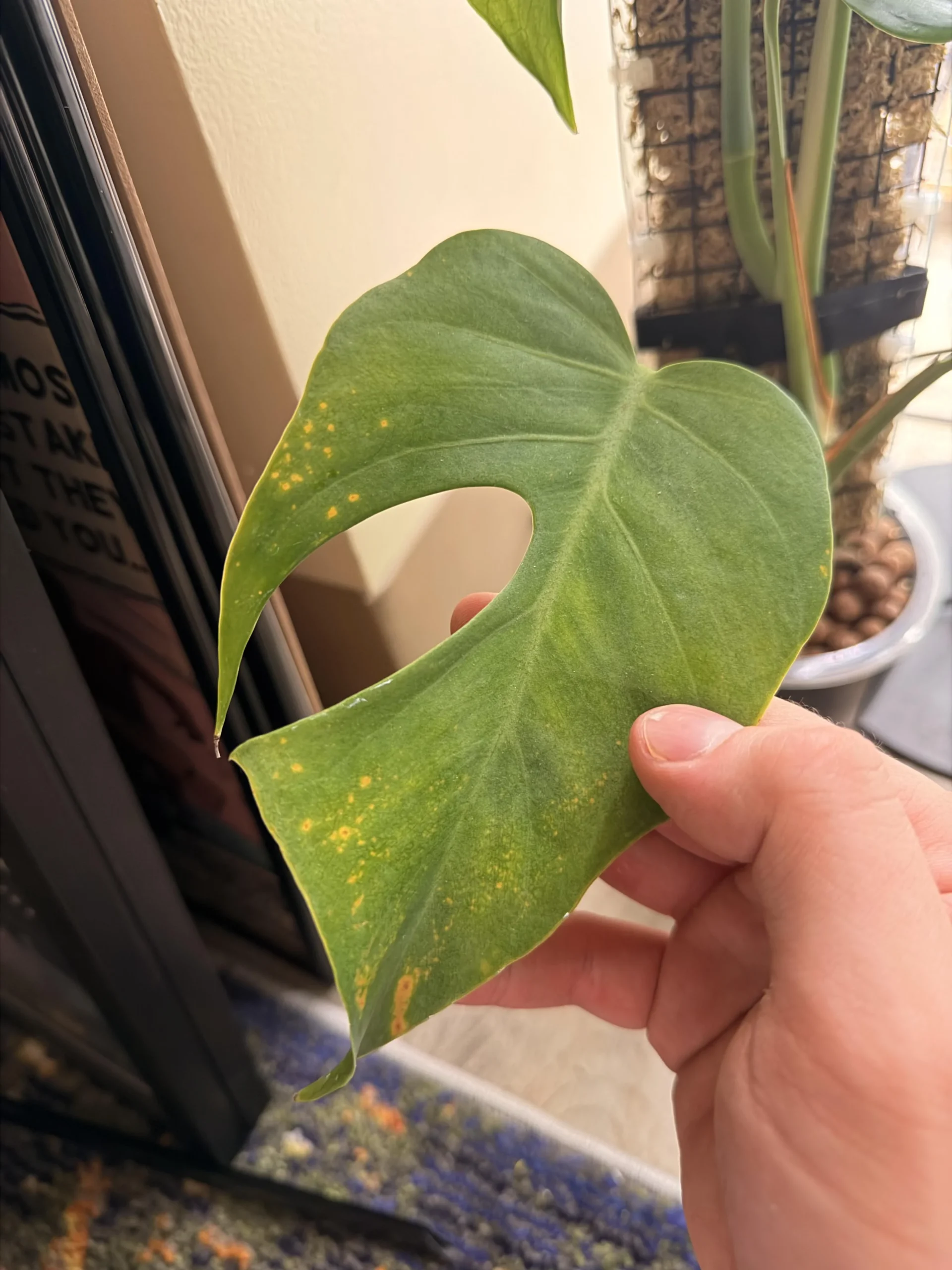 Monstera in semi idrocoltura con macchie marroni e foglie senza buchi: cosa succede davvero alle radici