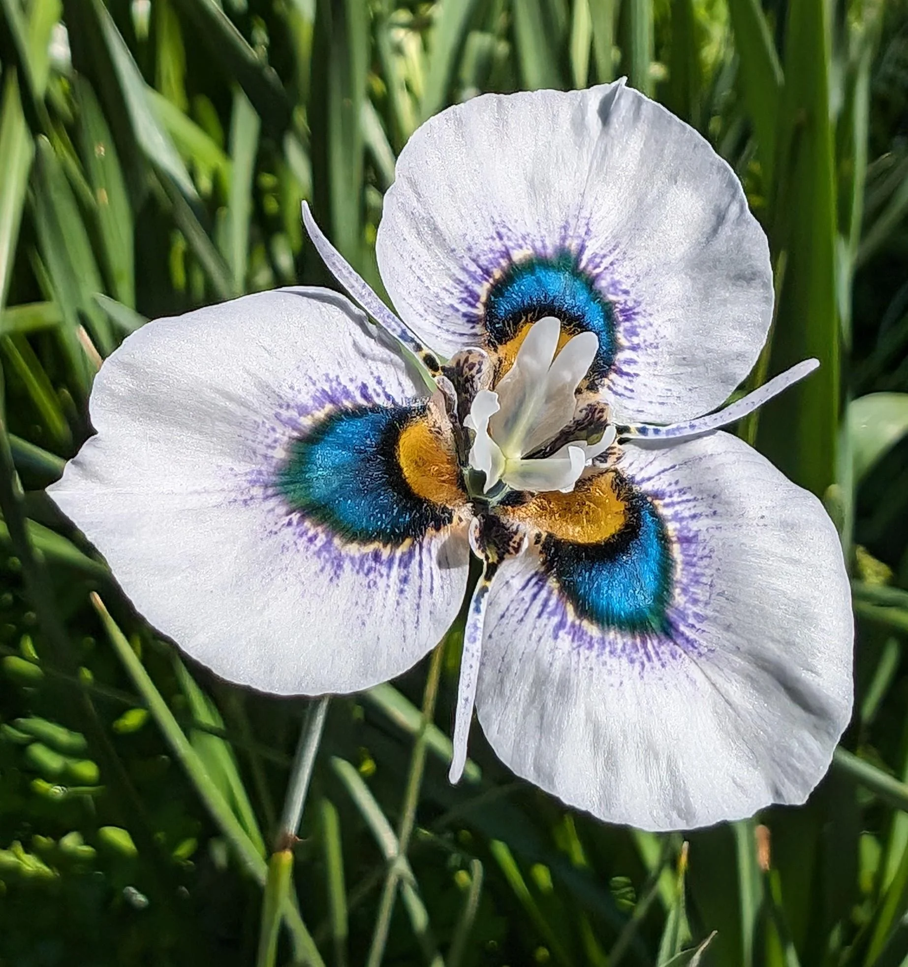 Moraea, l'iris pavone che fiorisce d'inverno: la guida per coltivarla in vaso in Italia