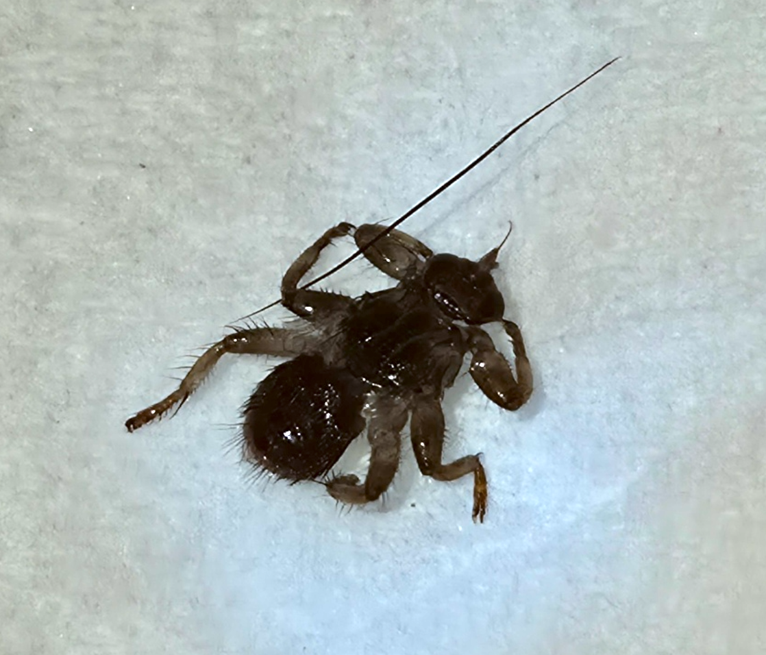Mosca del cervo: l'insetto piatto che ti finisce tra i capelli nel bosco e si stacca le ali da sola