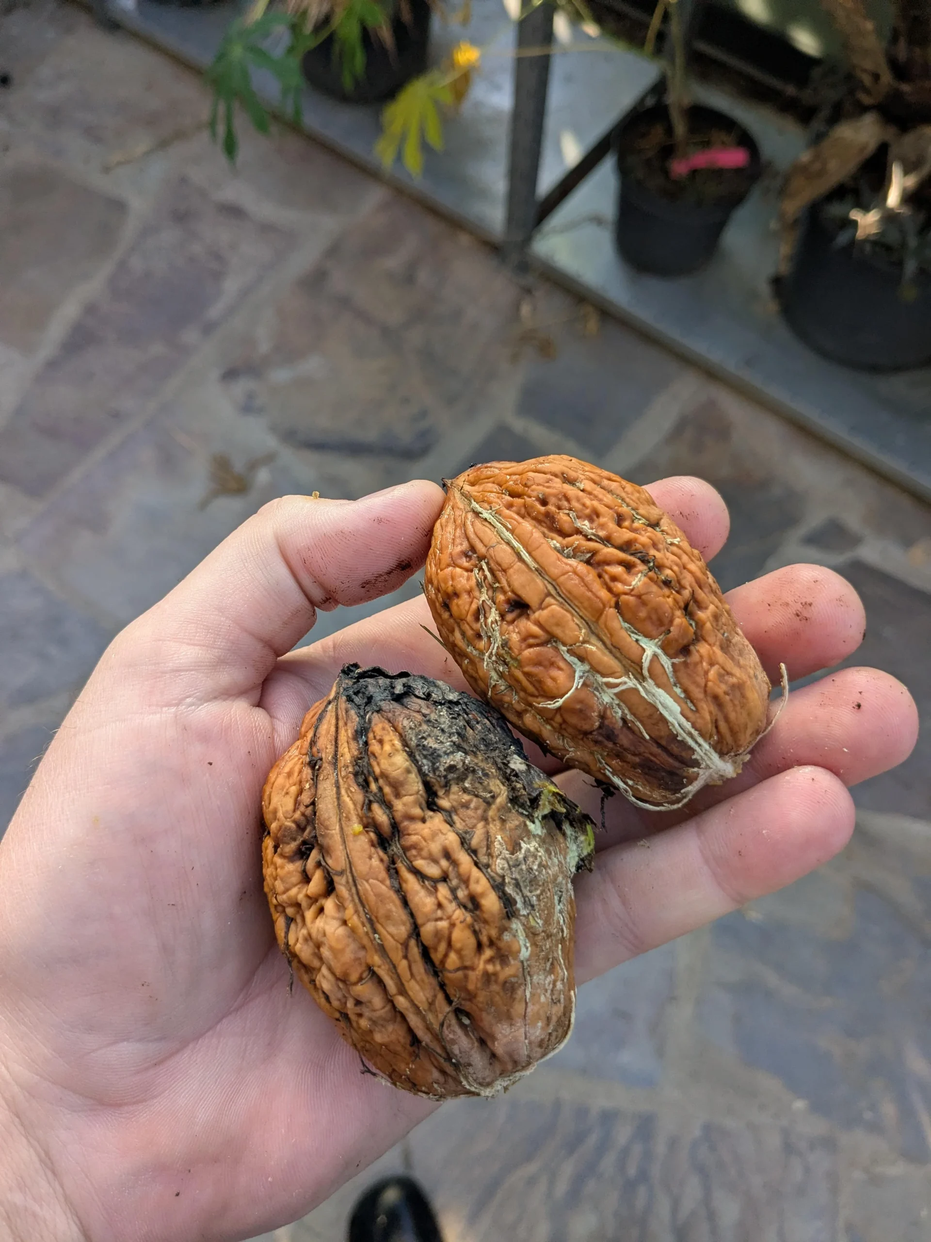 Noce da seme: quando inizia a produrre davvero e perché le noci non somigliano a quelle che hai piantato