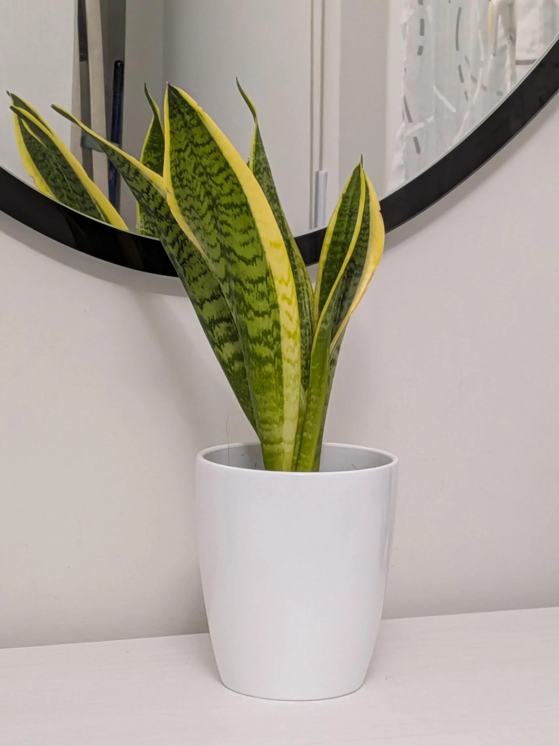 Ogni quanto annaffiare la zamioculcas: il trucco del rizoma che svela quando ha davvero sete