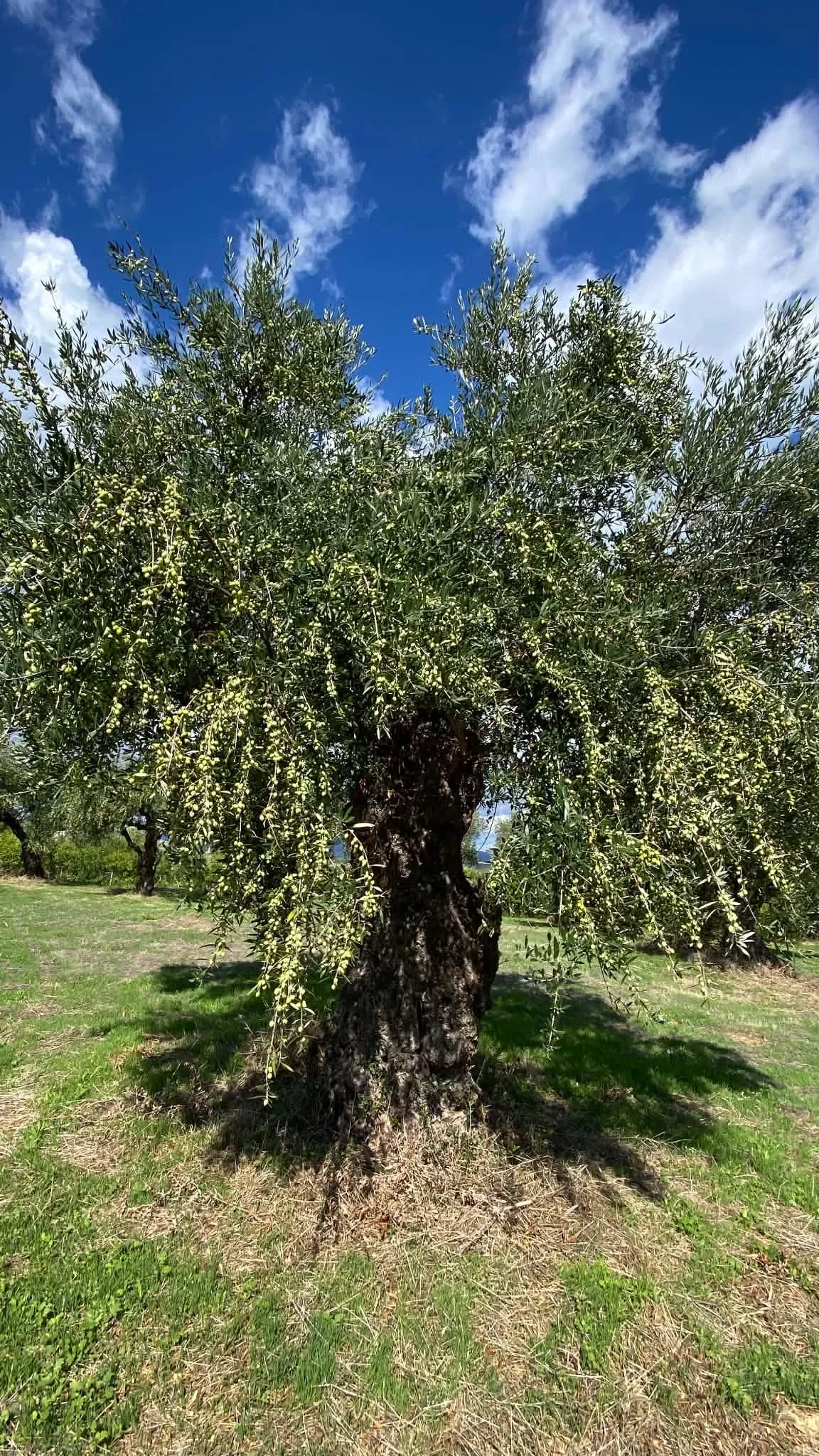 Olivo carico un anno sì e uno no: perché succede e come spezzare il ciclo