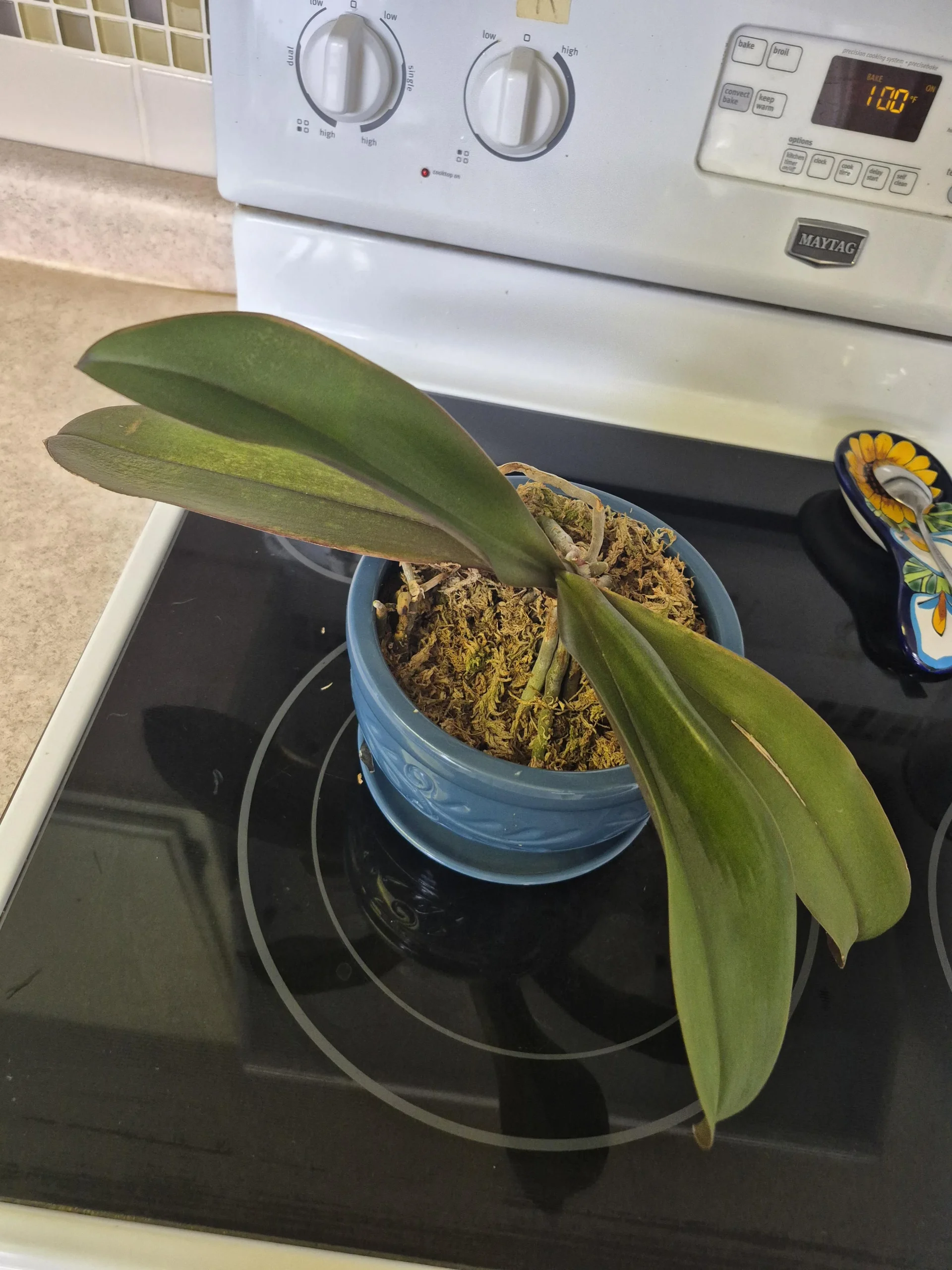 Orchidea Phalaenopsis che non fiorisce: l'interruttore termico d'autunno che fa partire lo stelo