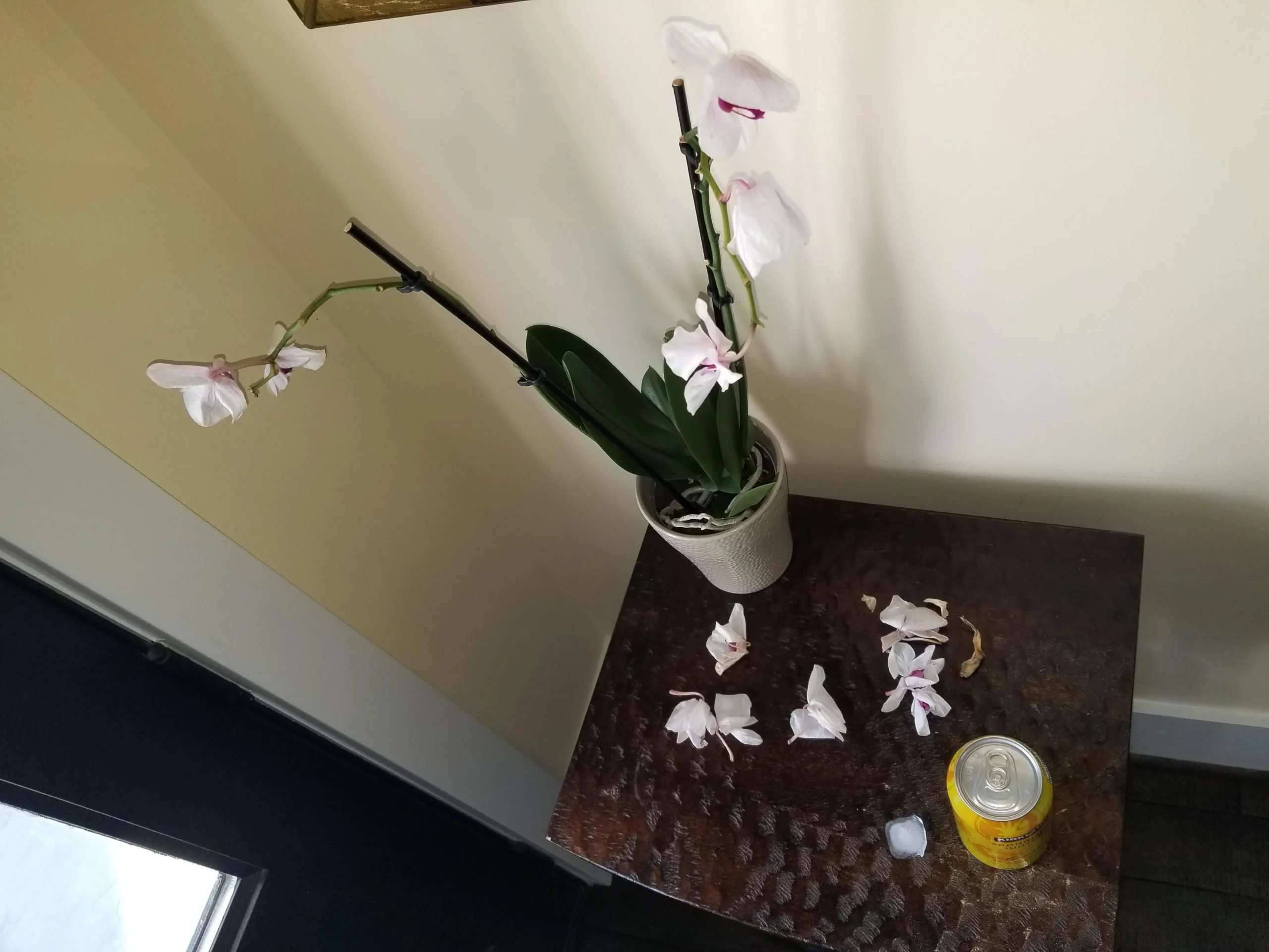 Orchidea che perde i fiori: perché i cubetti di ghiaccio e il doppio vaso la fanno soffrire