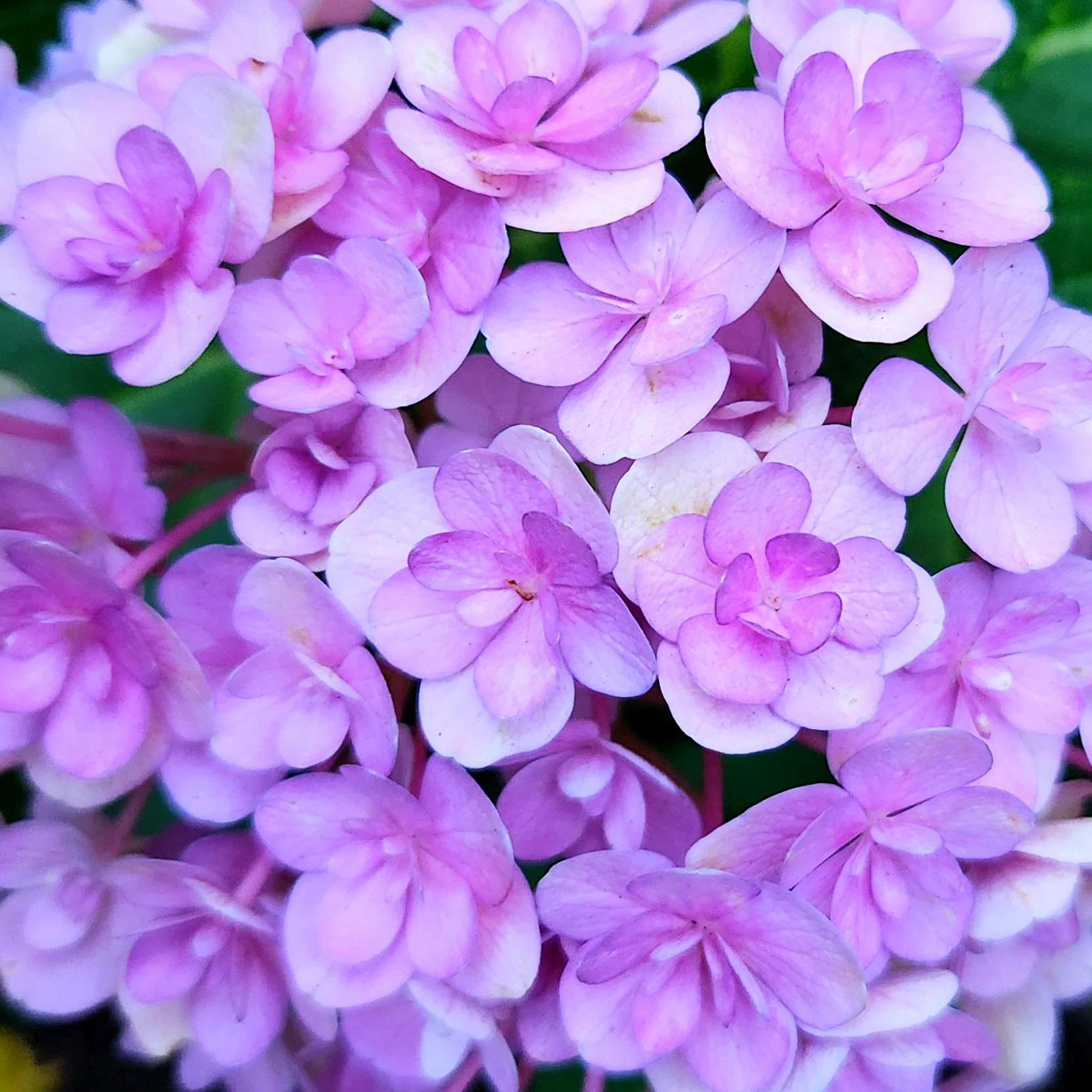 Ortensia a fiore doppio: i suoi petali non sono petali, e i fiori del 2027 si salvano adesso in autunno