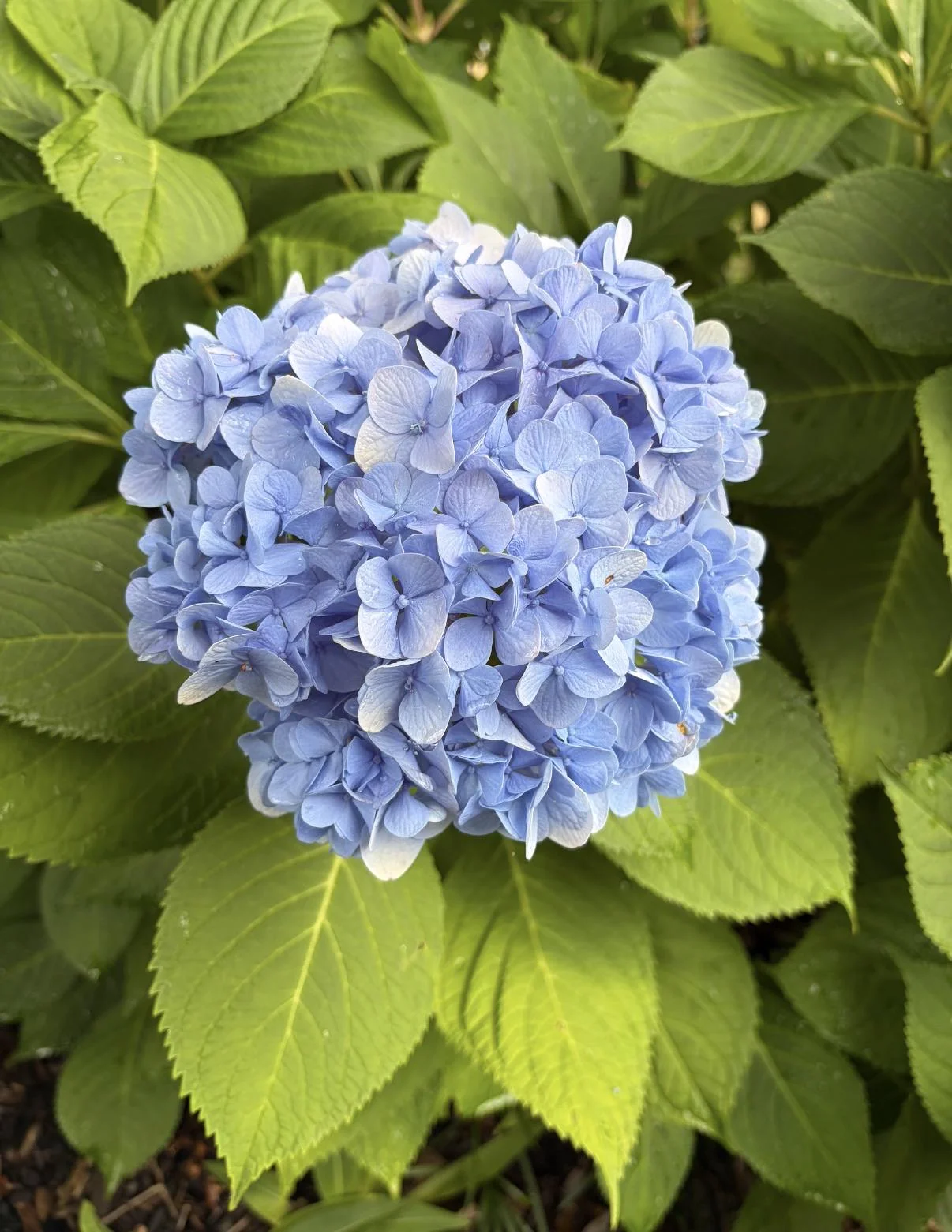 Ortensia blu che diventa rosa: il colpevole è l'acqua del rubinetto, e si rimedia in autunno