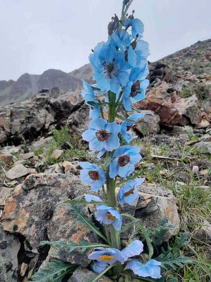 Papavero blu dell'Himalaya: perché il blu più raro del giardino fiorisce così poco in Italia