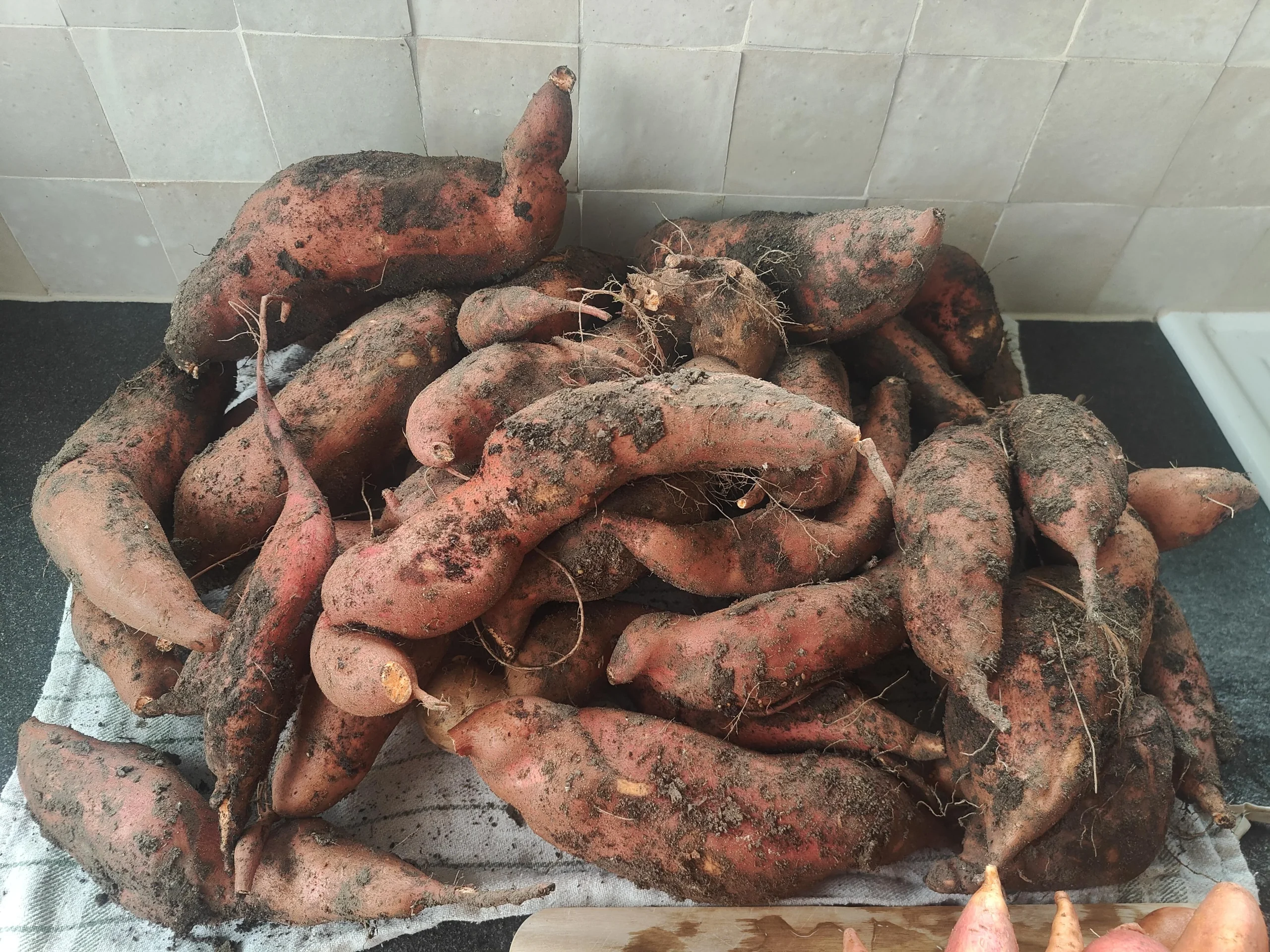 Patate dolci appena raccolte: perché sanno di poco e come renderle dolci e conservarle fino a marzo