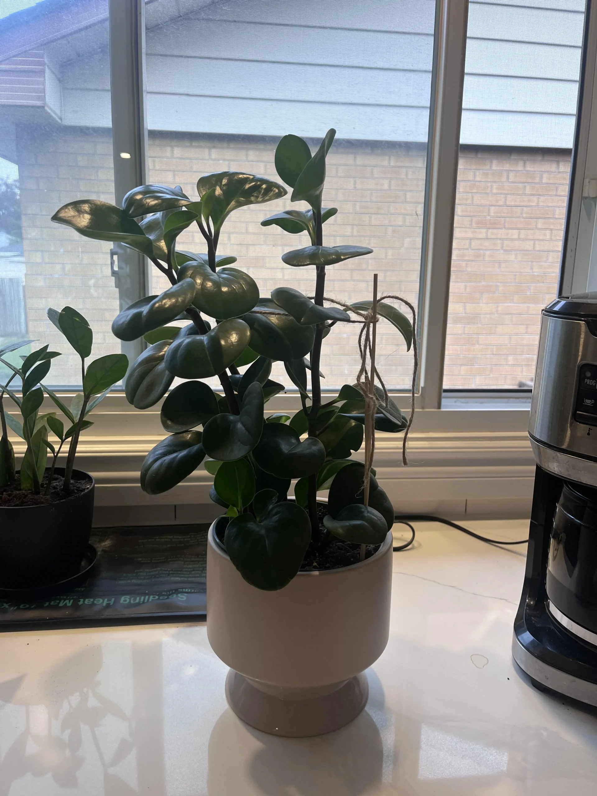 Peperomia che si piega: i 3 test da fare in due minuti e dove cimare per riaverla compatta