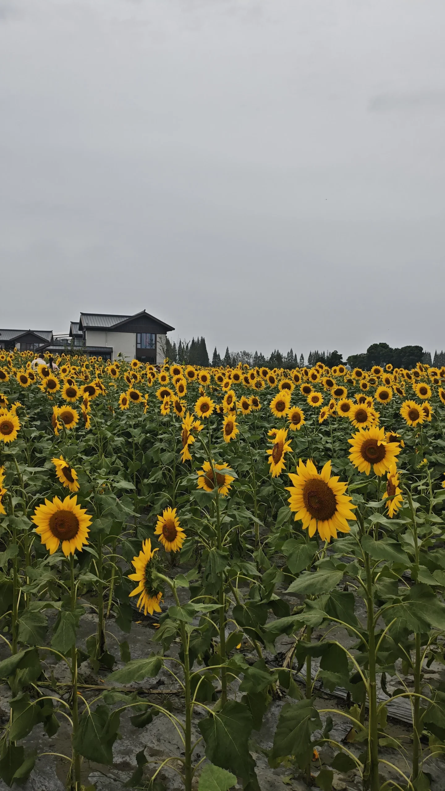 Perché i girasoli seguono il sole (e perché da adulti smettono di farlo e guardano sempre a est)
