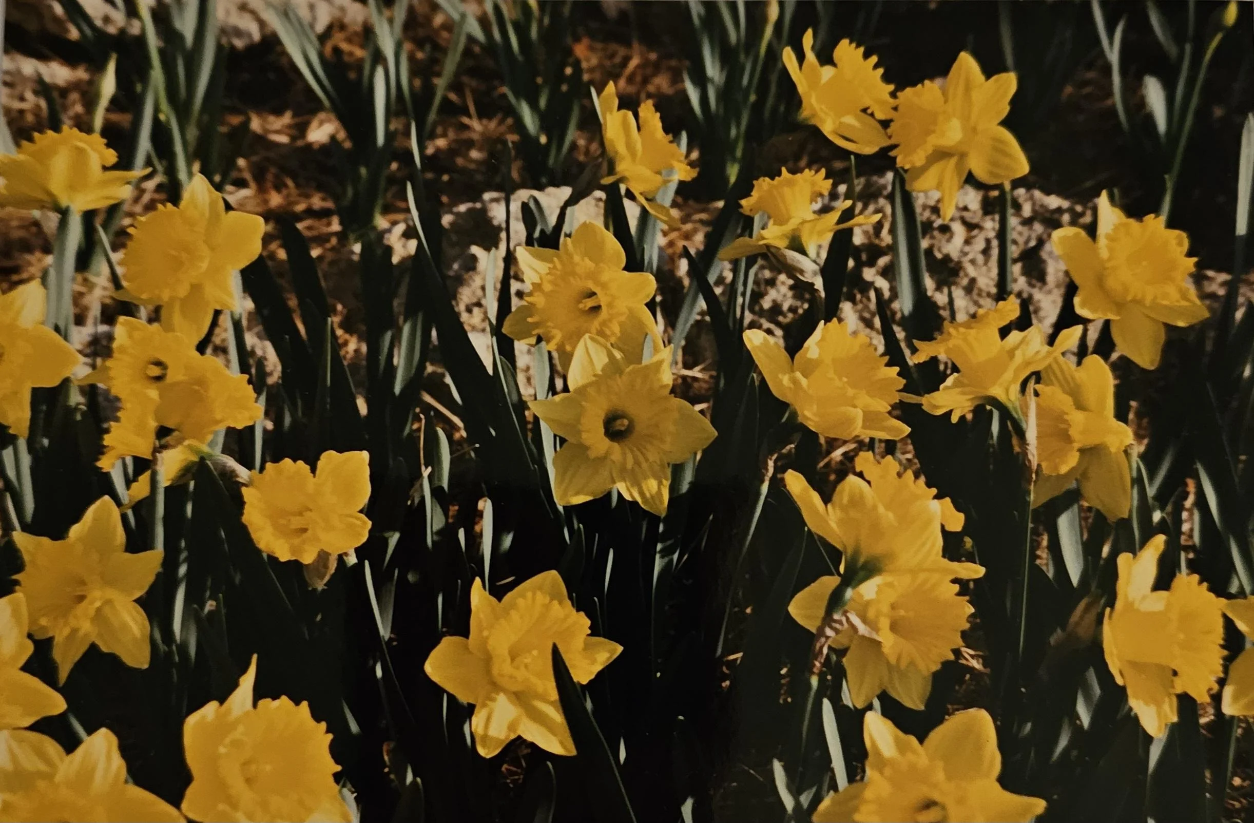Perché i narcisi non fioriscono più: le cause vere e il piano di recupero d'autunno
