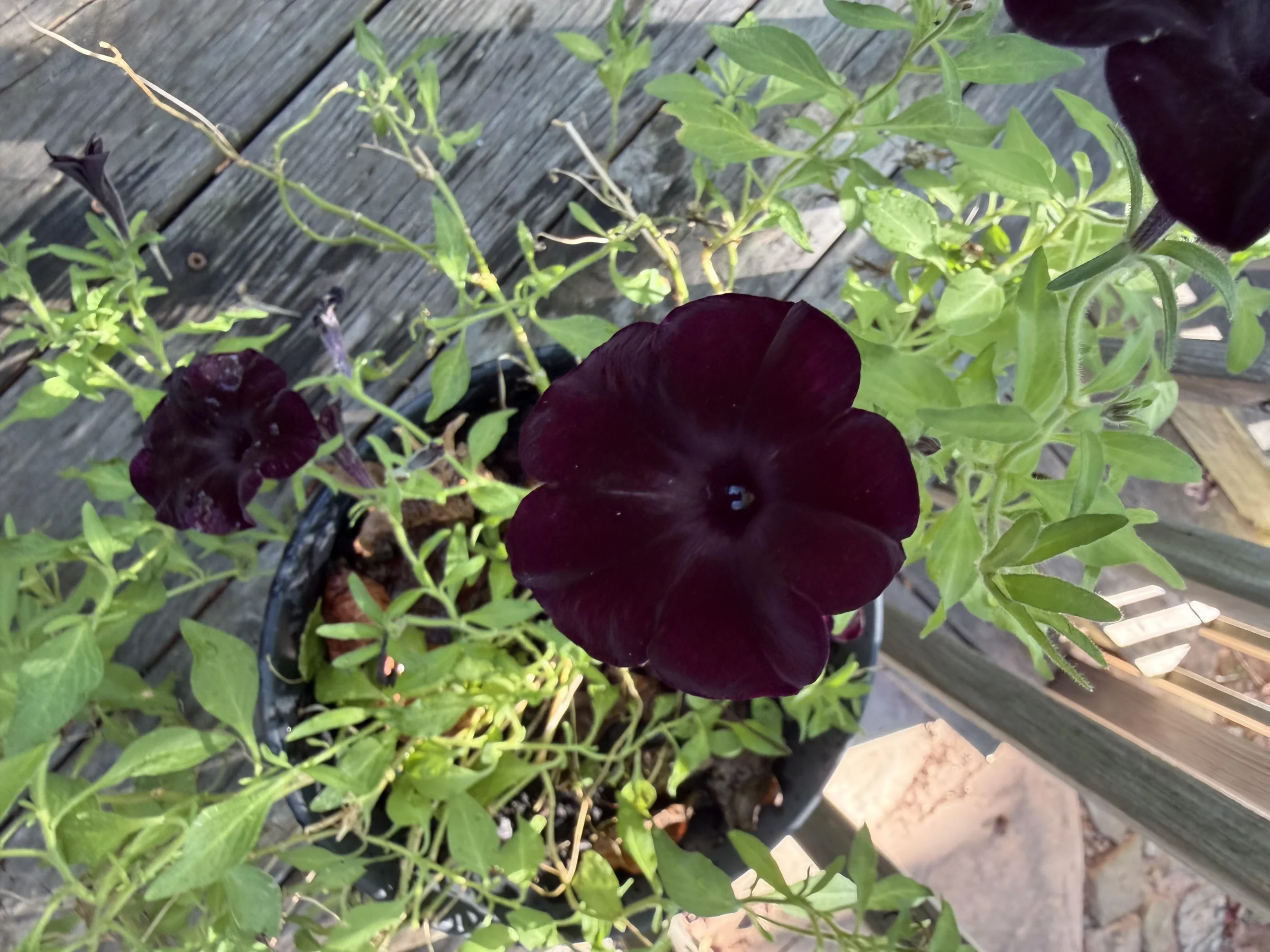 Petunia nera, il mistero del colore: perché a ottobre i fiori sono più scuri che a luglio