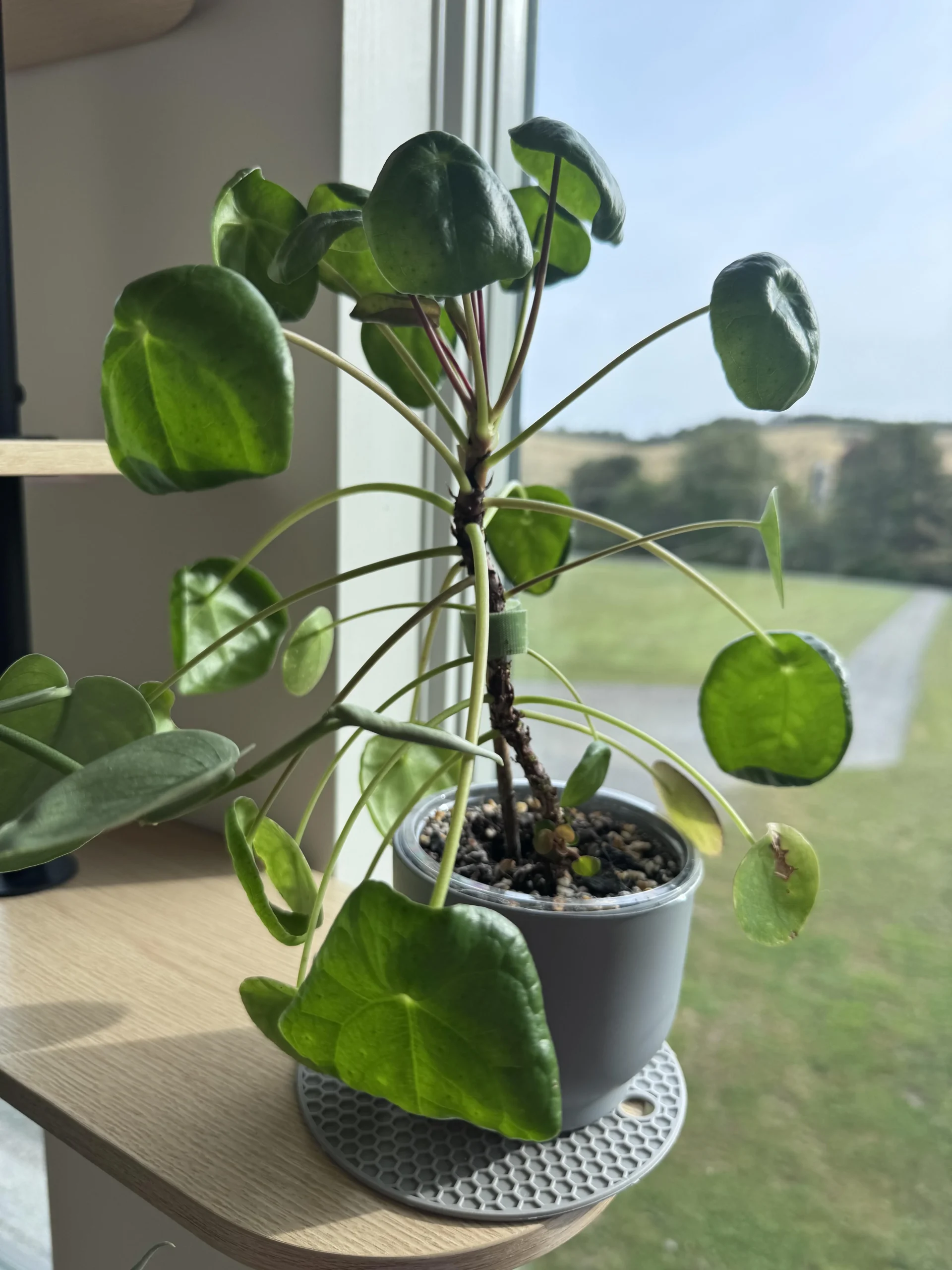 Pilea con foglie arricciate: la curvatura ti dice cosa non va (e come leggerla)
