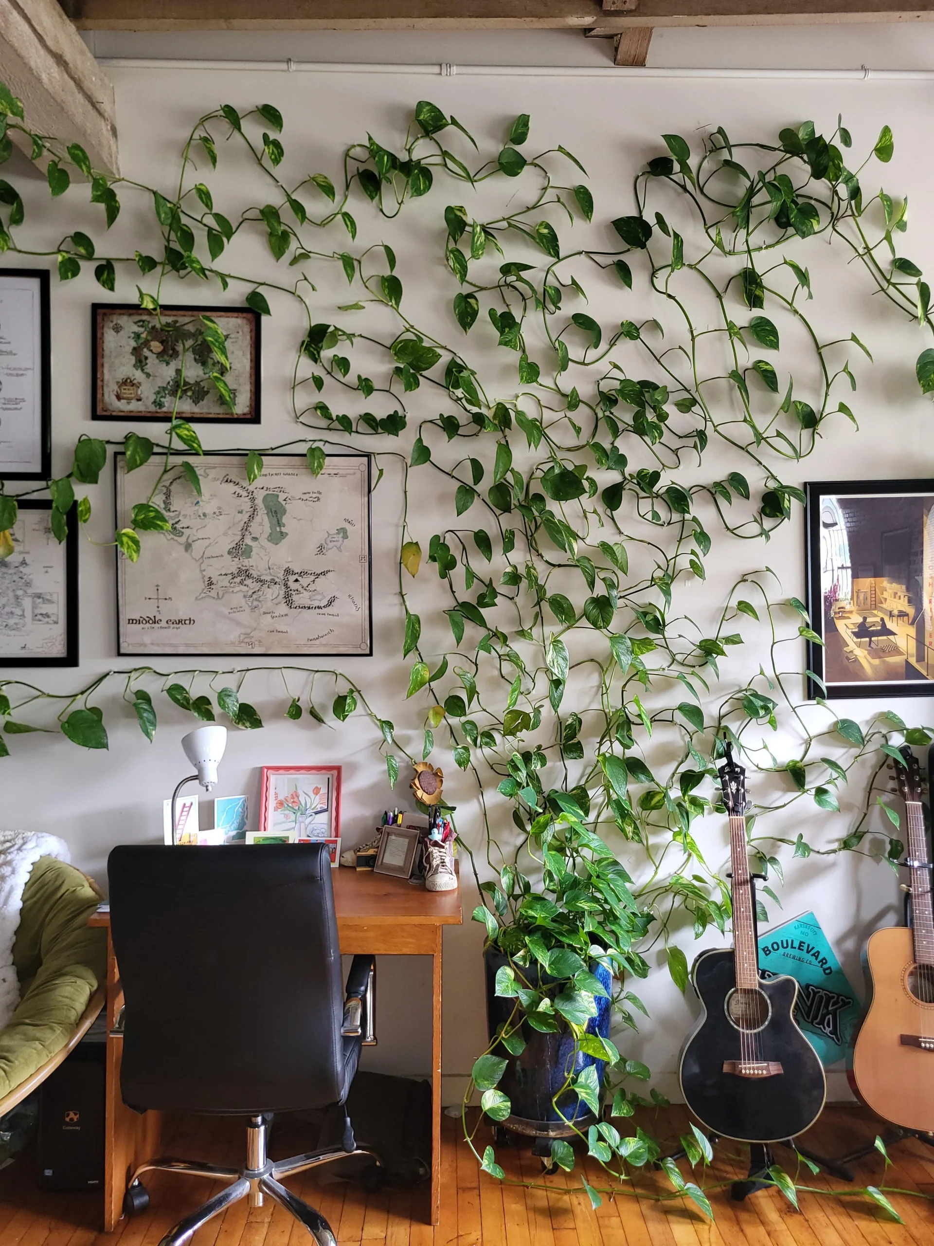 Pothos con foglie gialle su un solo ramo: la causa nascosta dentro il vaso