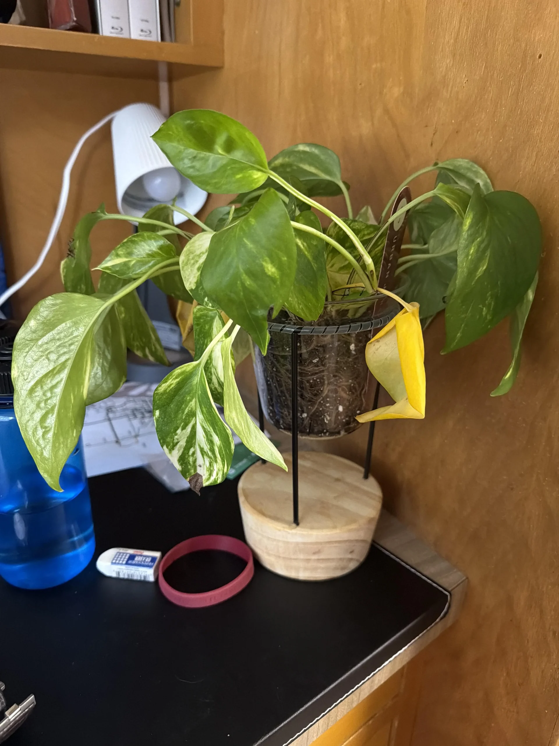 Pothos in vaso senza fori: perché le foglie ingialliscono anche se annaffi pochissimo