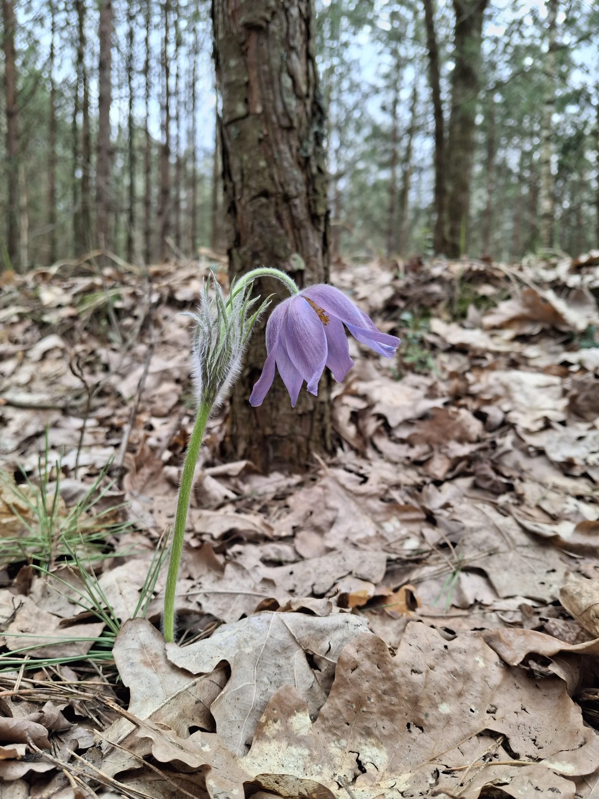 Pulsatilla, il seme che si avvita da solo nel terreno: come seminarla senza sbagliare