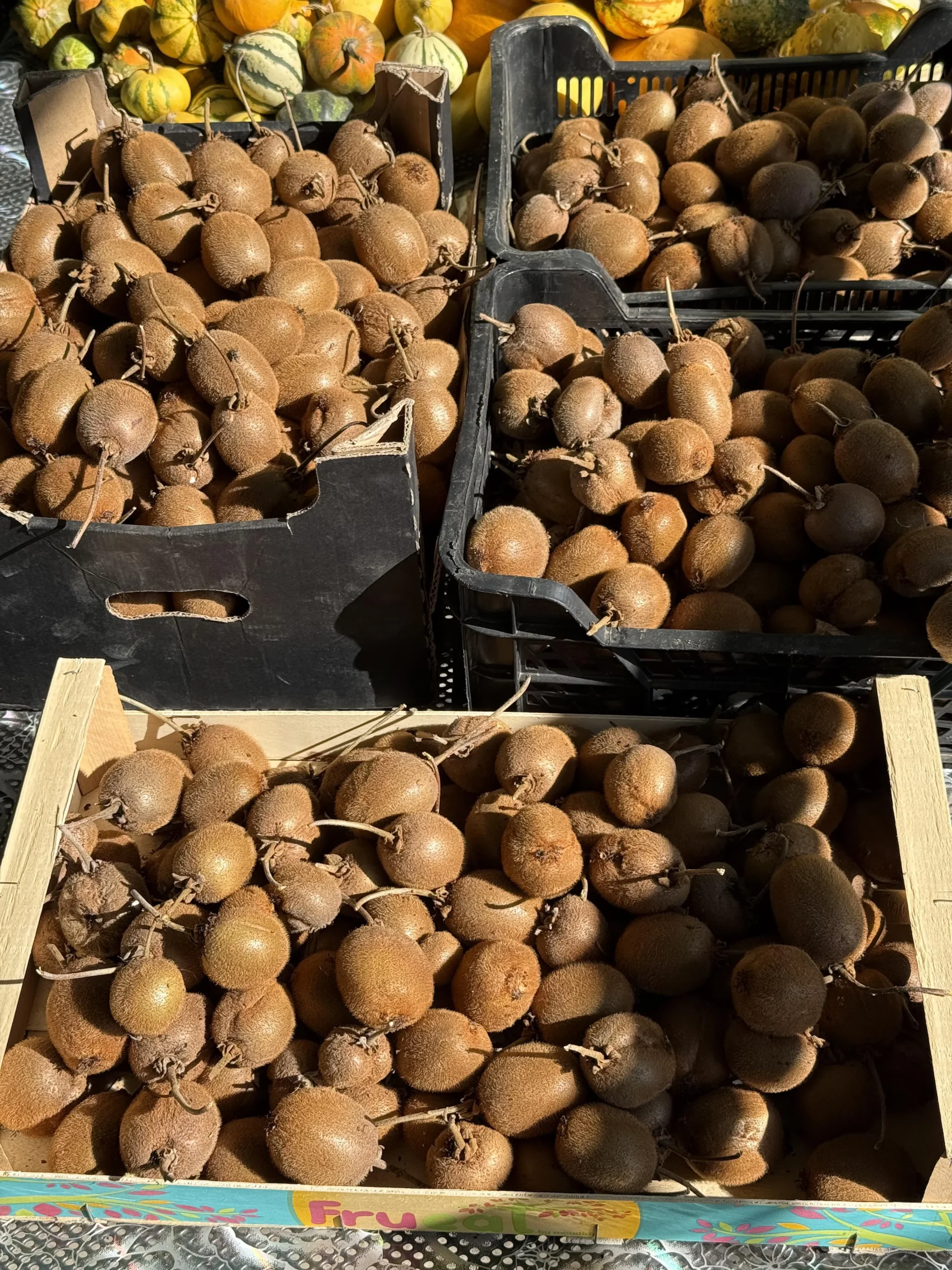 Quando raccogliere i kiwi: le 3 spie che dicono stacca ora (e perché non maturano sulla pianta)