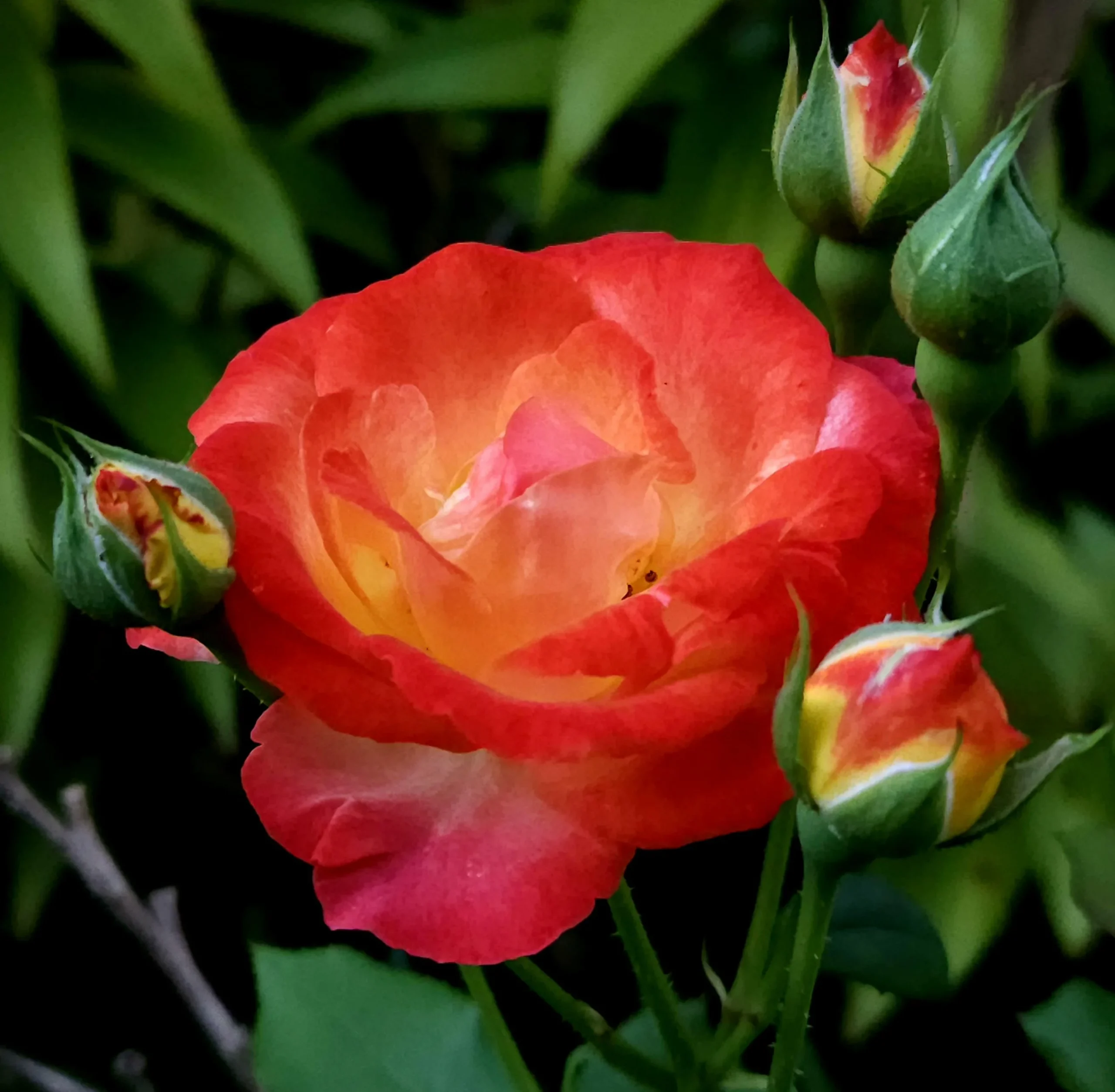 Rosa che cambia colore: perché Joseph's Coat passa dal giallo al rosso e in autunno dà il meglio