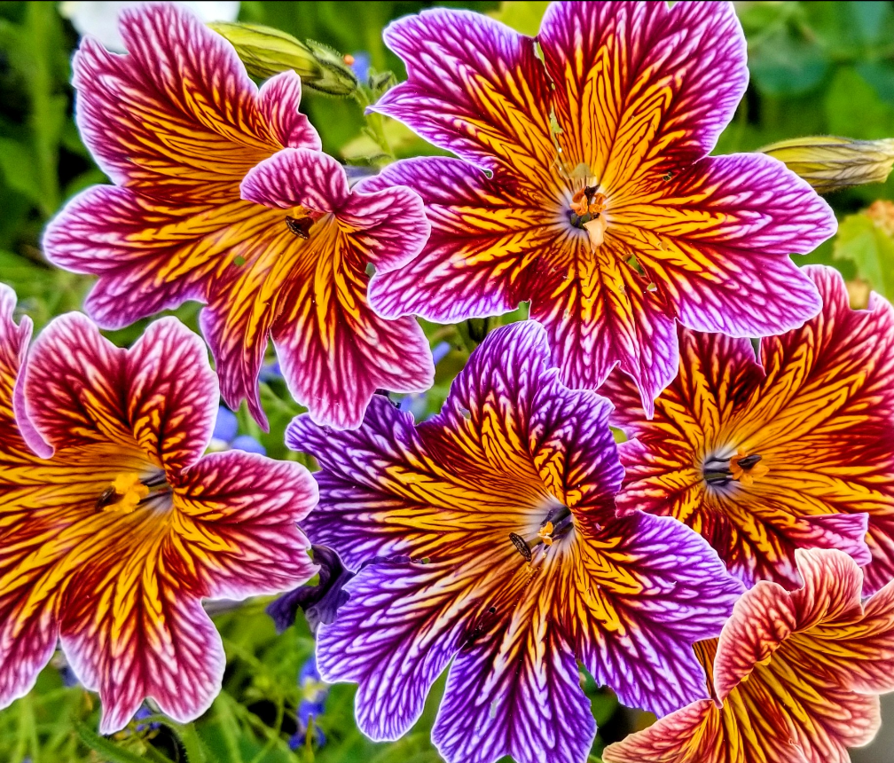 Salpiglossis, coltivazione del fiore venato: il seme vuole il buio e la semina va anticipata