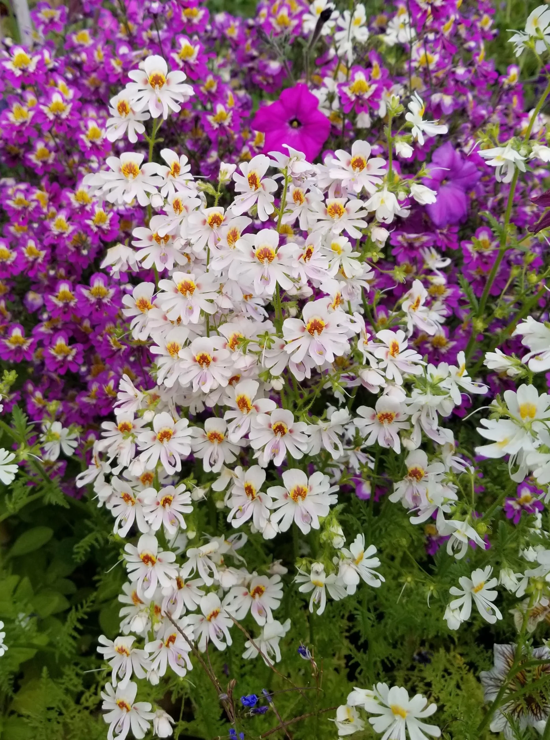 Schizanthus, il finto fiore d'orchidea che spara il polline: come coltivarlo in vaso dall'autunno alla primavera