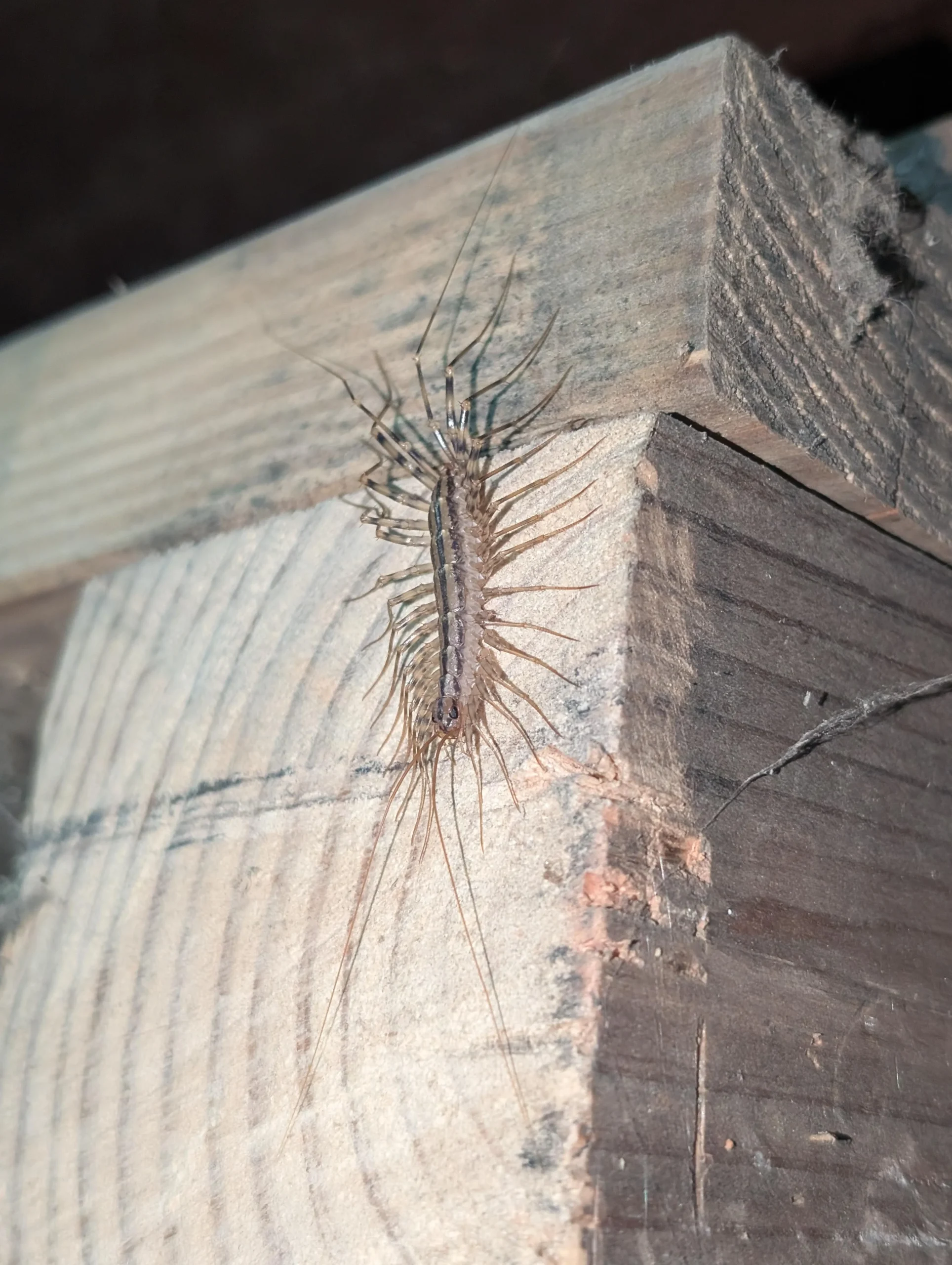 Scutigera in casa: conta le zampe e scopri da quanto tempo vive con te (e perché non va schiacciata)