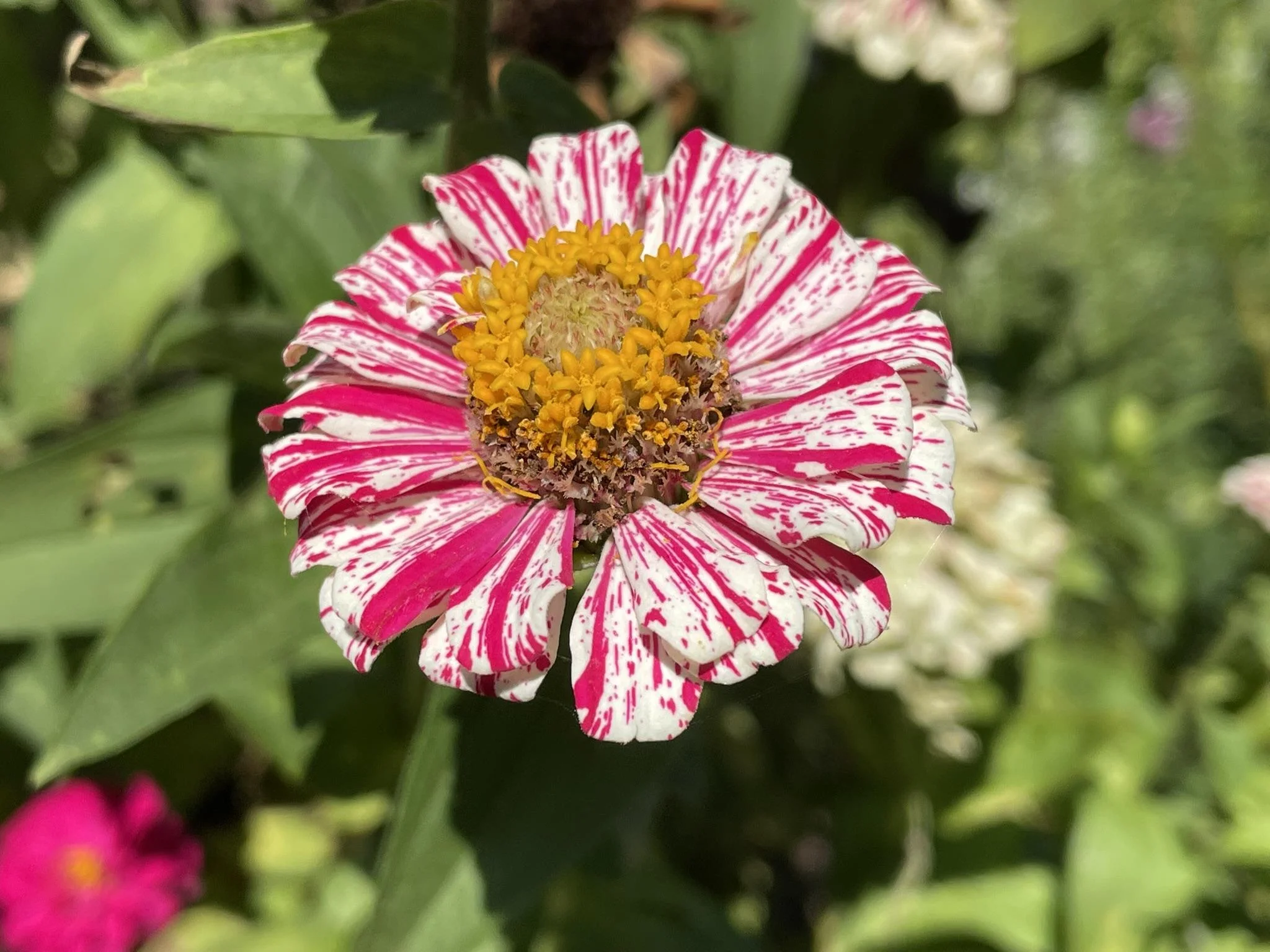 Semi di zinnia: come capire quali germoglieranno davvero e quali no