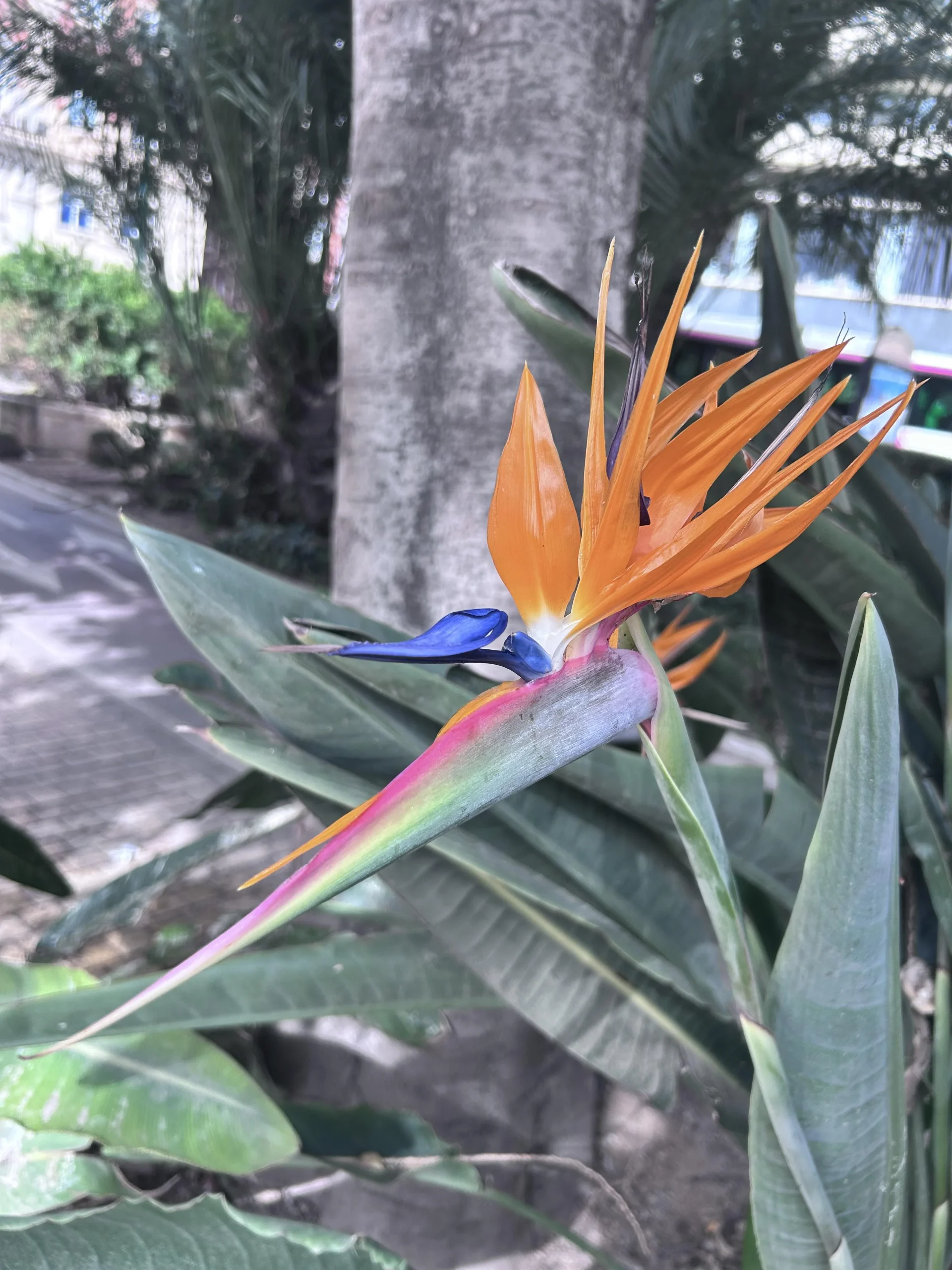 Strelitzia che non fiorisce: il segreto è dentro il becco (e nel vaso stretto)
