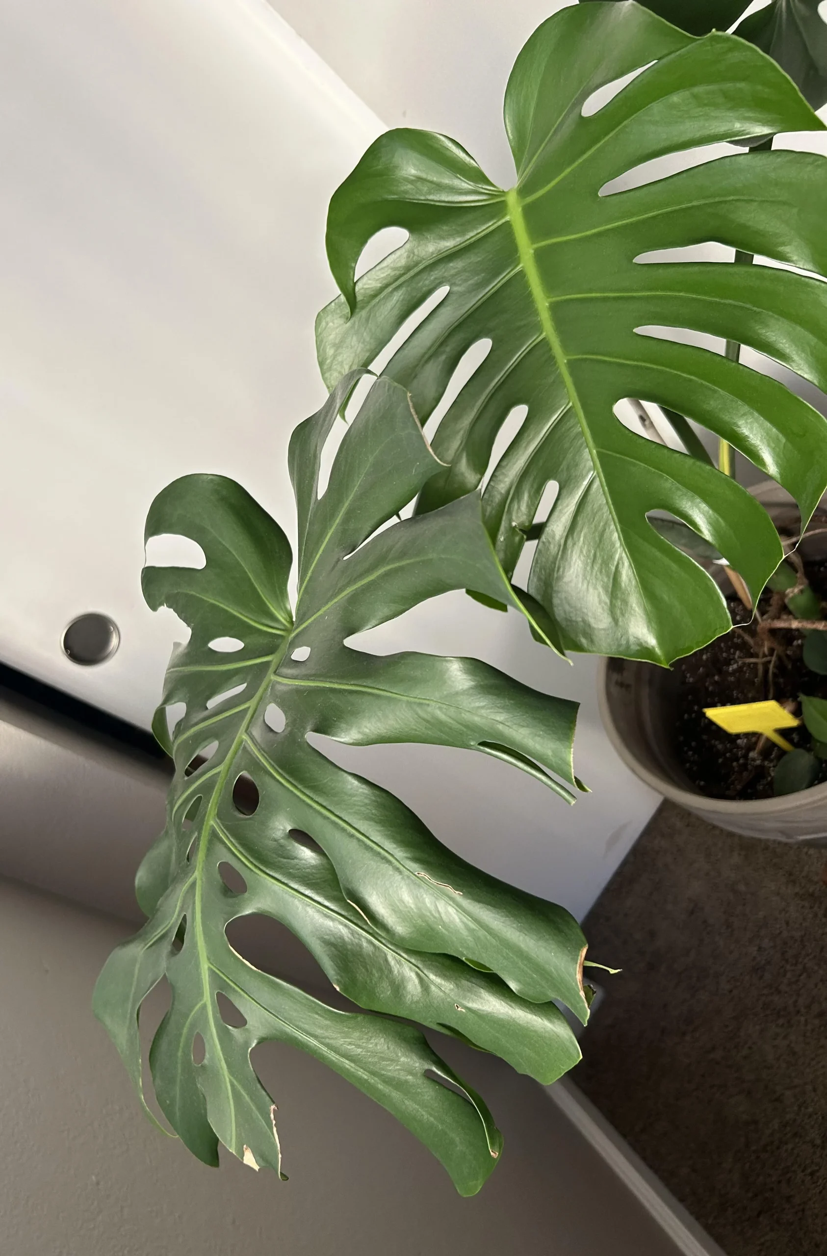 Talea di Monstera con la foglia gialla: non è malata, sta nutrendo la nuova crescita