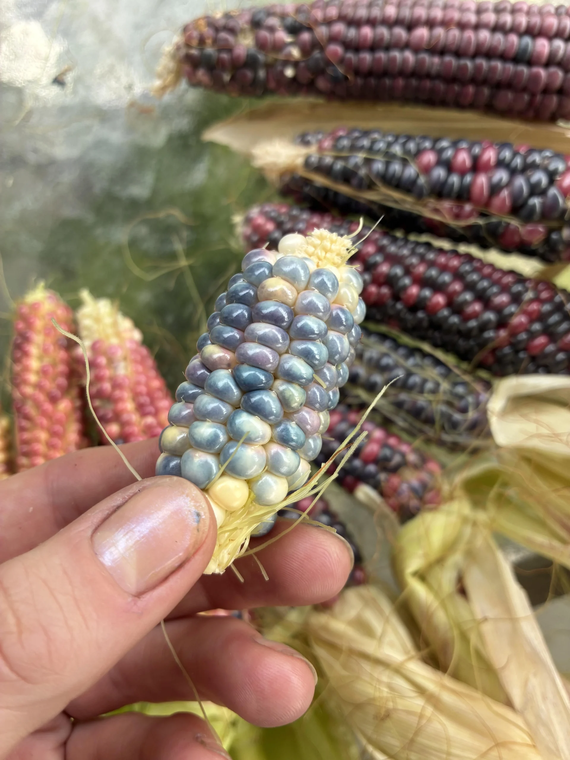 Talea di fico: perché i semini del frutto non germinano e come moltiplicarlo davvero