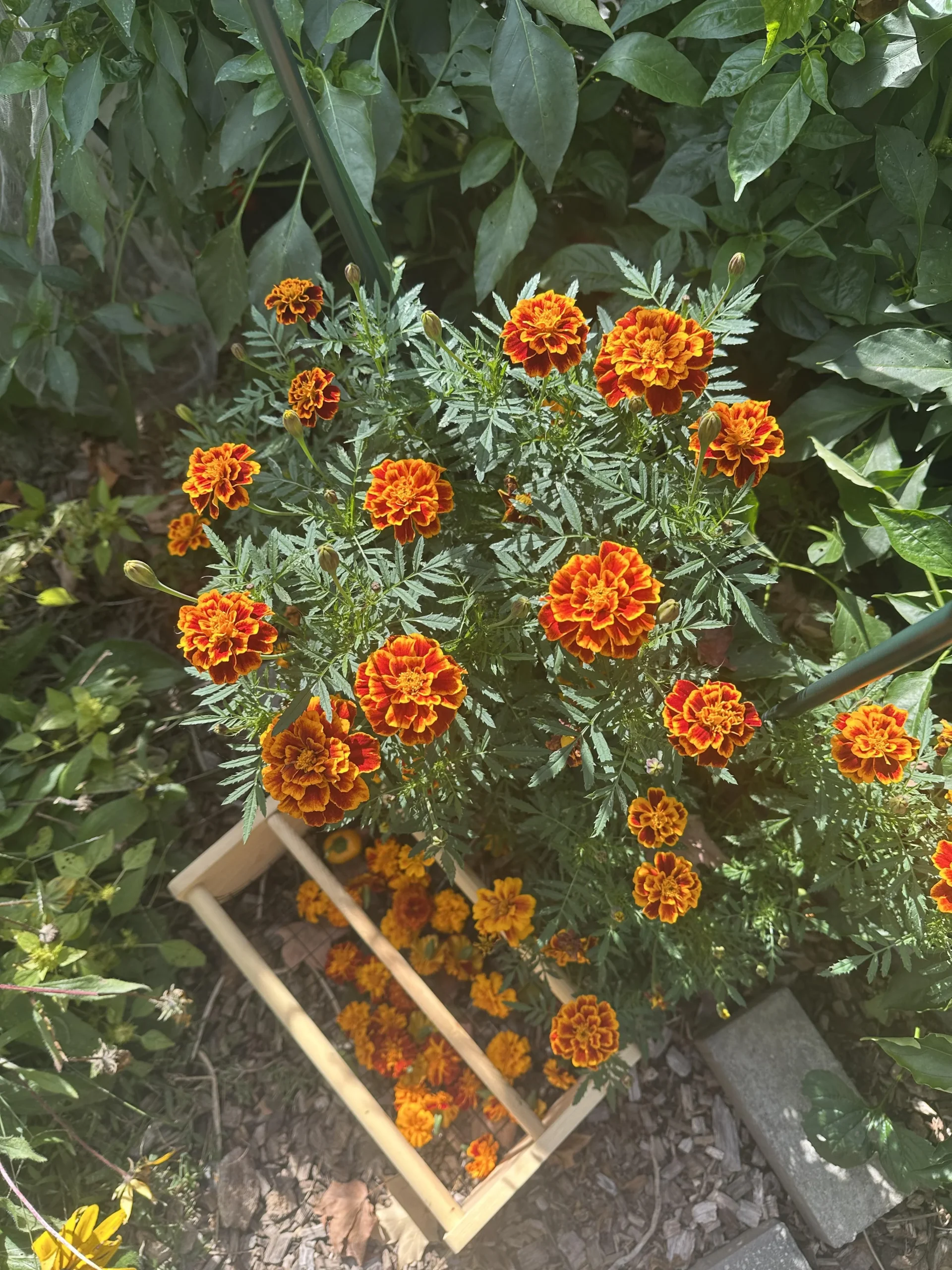 Tingere con i fiori di tagete: il giallo dell orto prima delle gelate