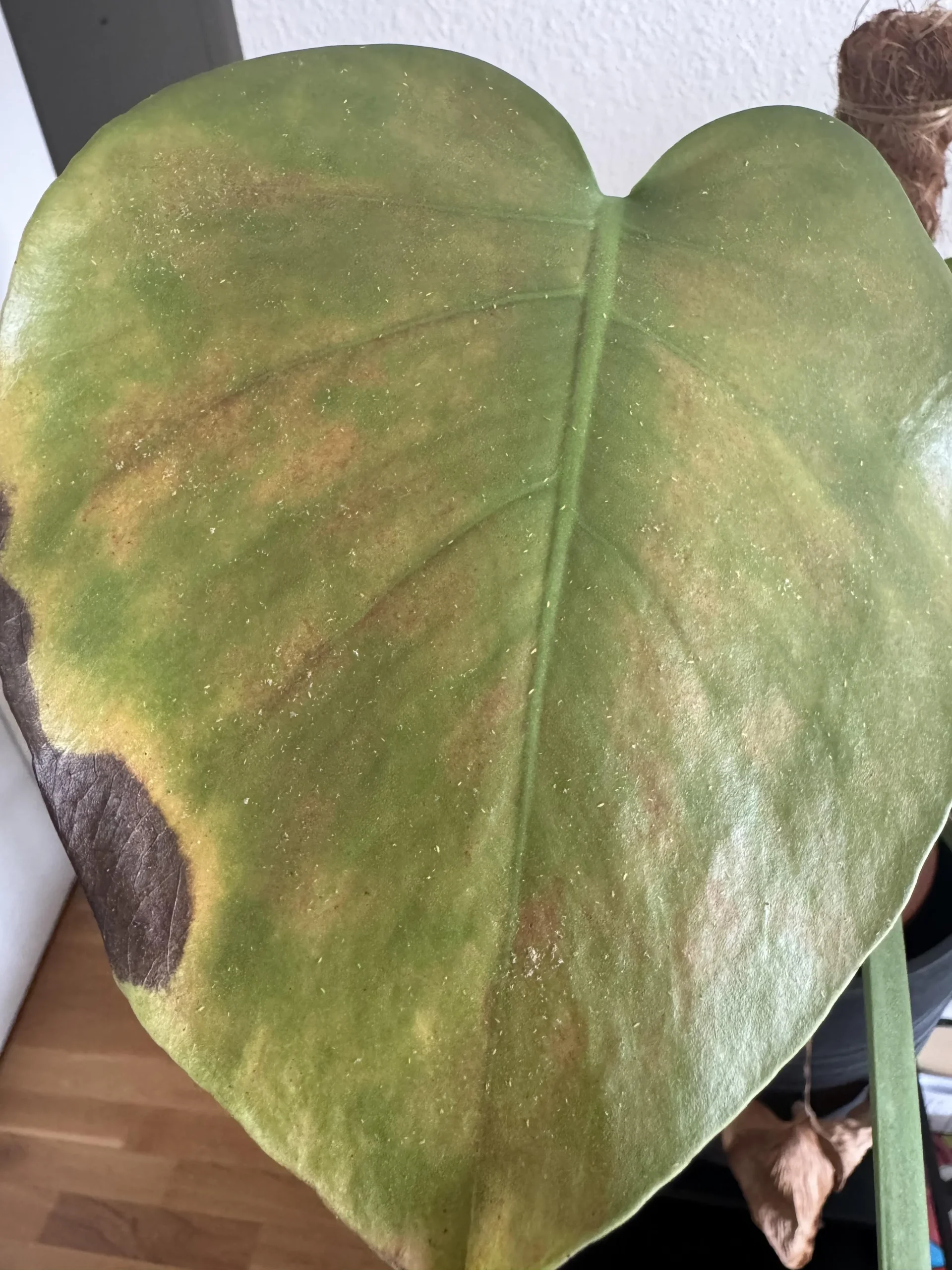 Tripidi sulla Monstera: perché tornano sempre dopo un mese e come fermarli davvero