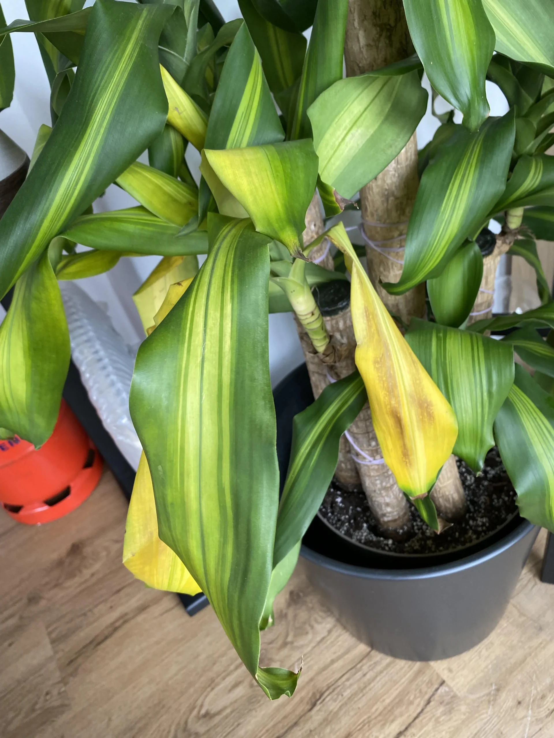 Tronchetto della felicità con un tronco giallo e molle: come salvare gli altri fusti