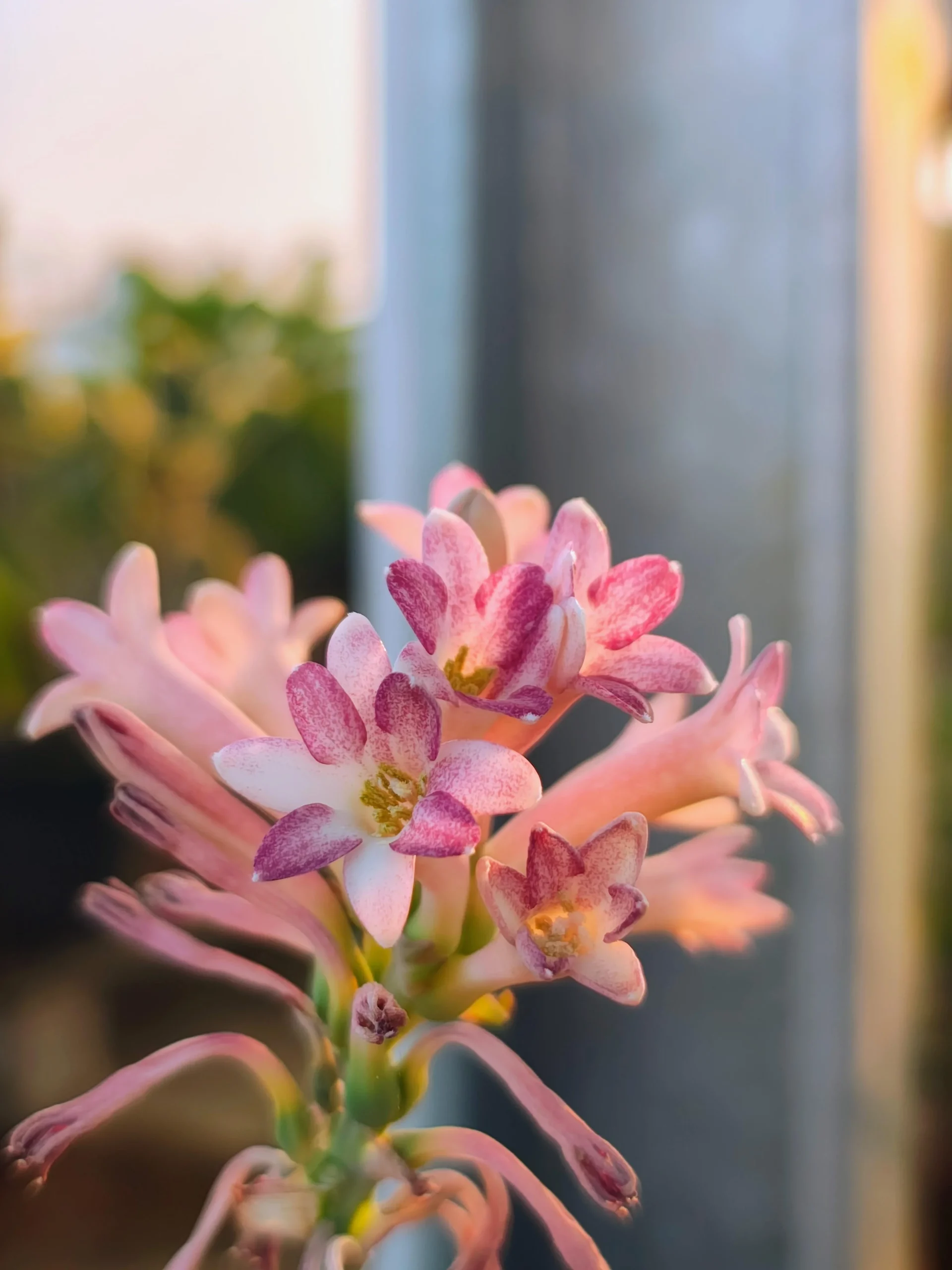 Tuberosa, il bulbo che fiorisce una volta sola: come avere fiori profumati ogni anno