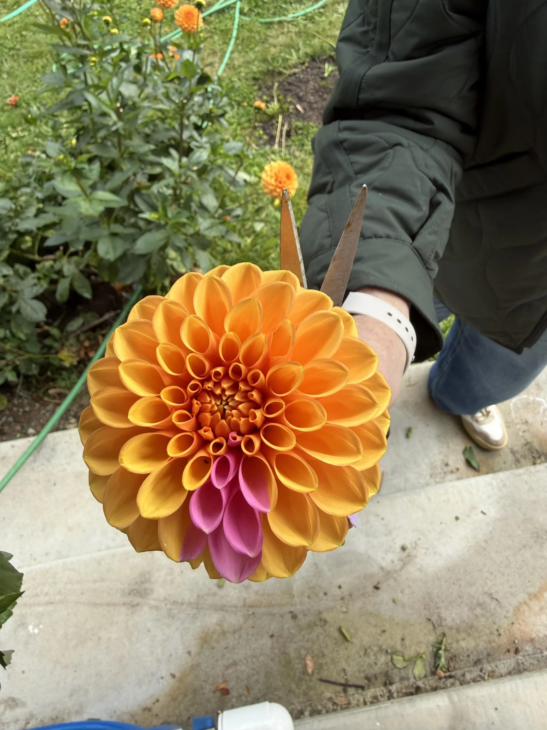 Un fiore di colore diverso sulla stessa pianta: cosa succede davvero alla dalia