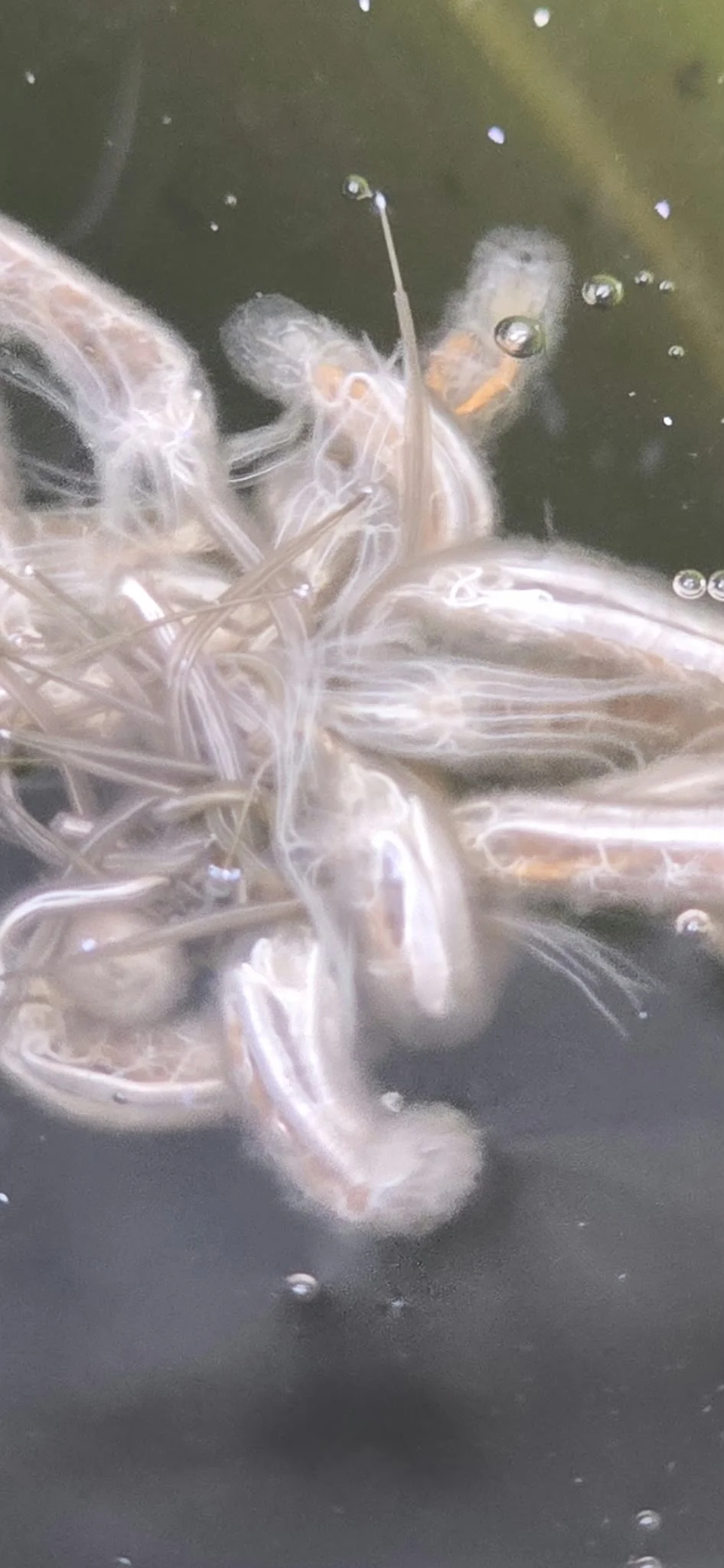 Vermi filiformi nel bidone dell'acqua piovana: ecco cos'è il verme crine di cavallo