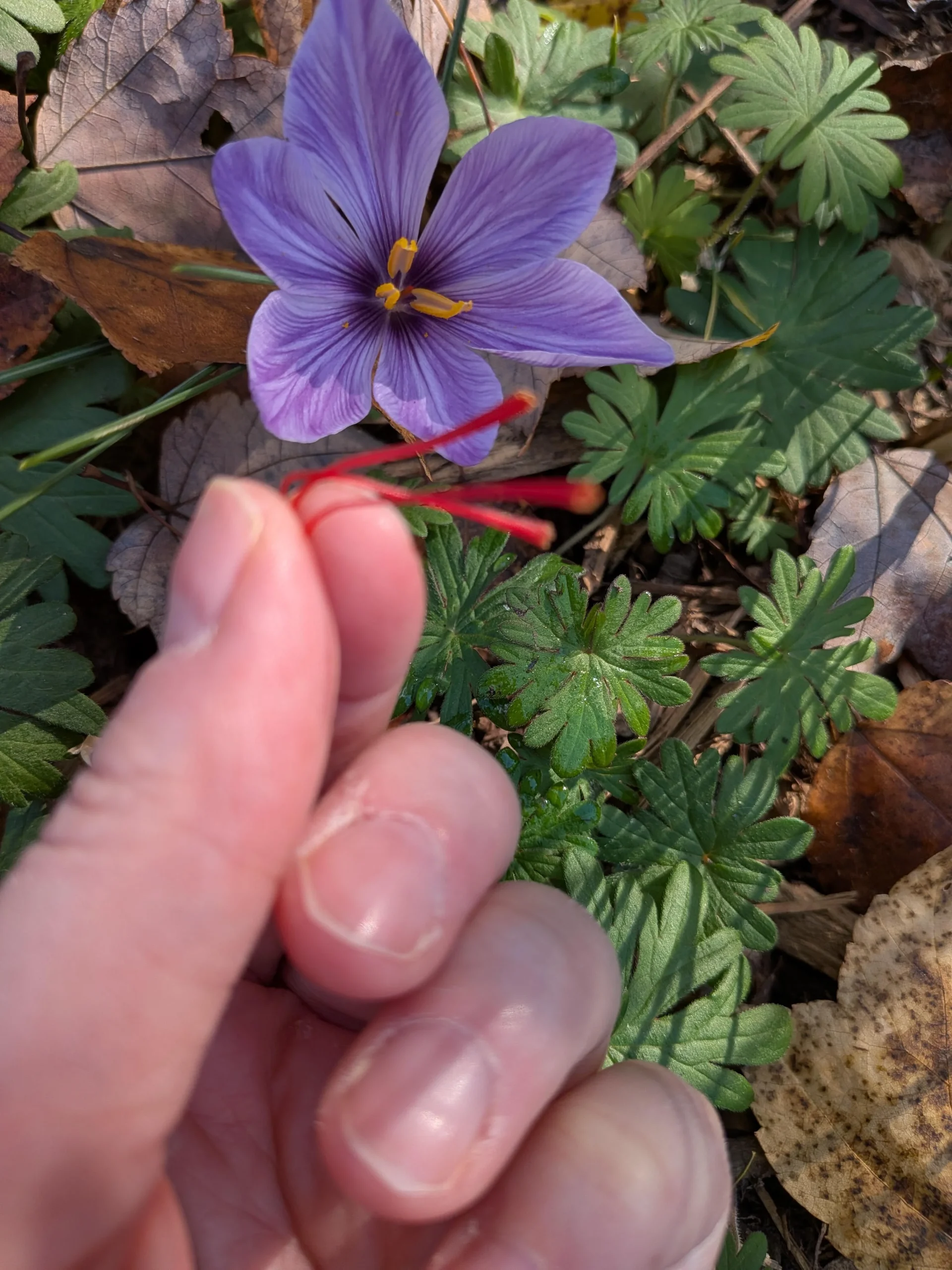 Zafferano o colchico? 4 controlli per riconoscere il fiore prezioso dal sosia velenoso
