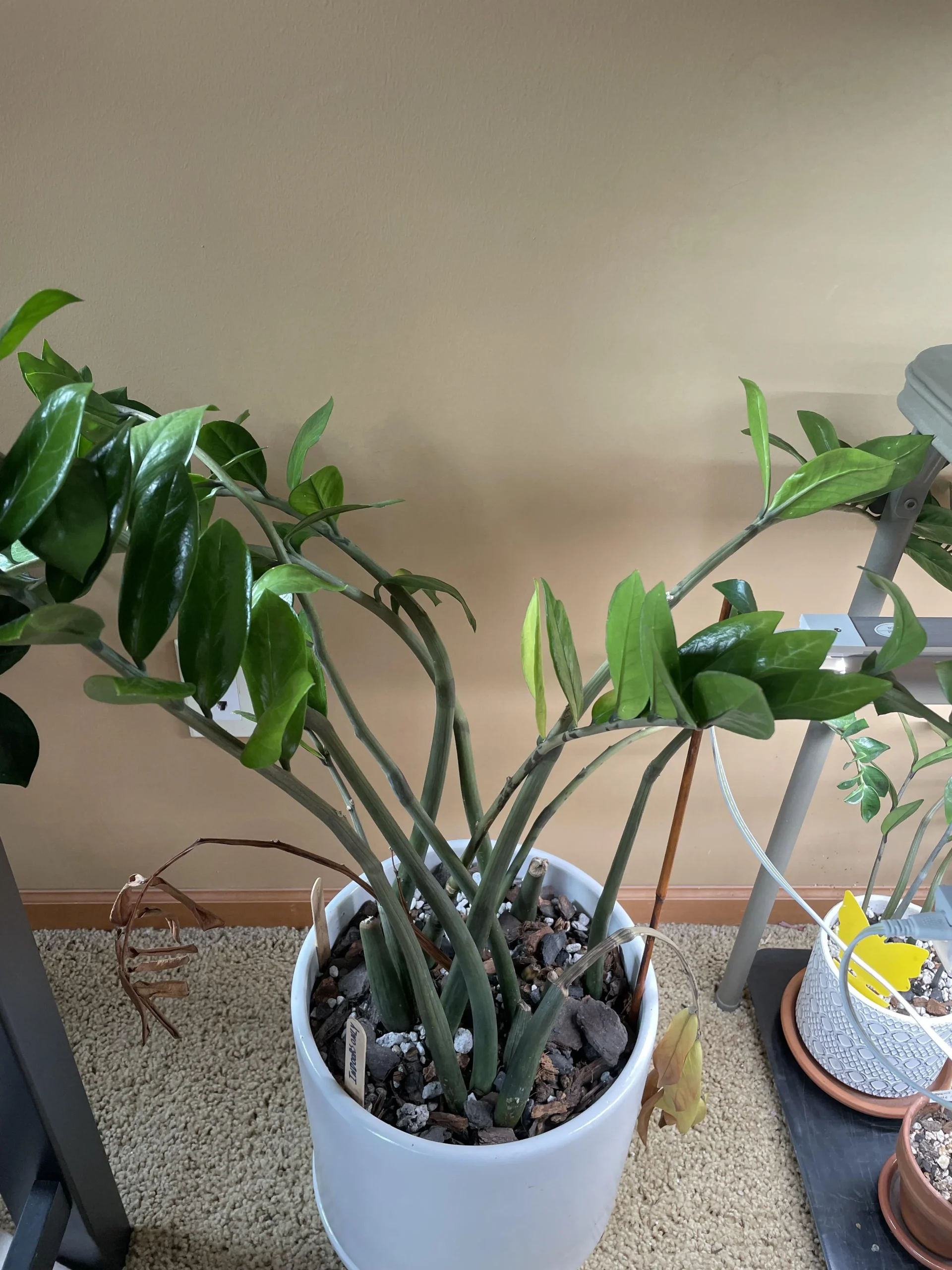 Zamioculcas con foglie gialle anche dopo il rinvaso: ripresa o marciume? Come capirlo in 3 controlli