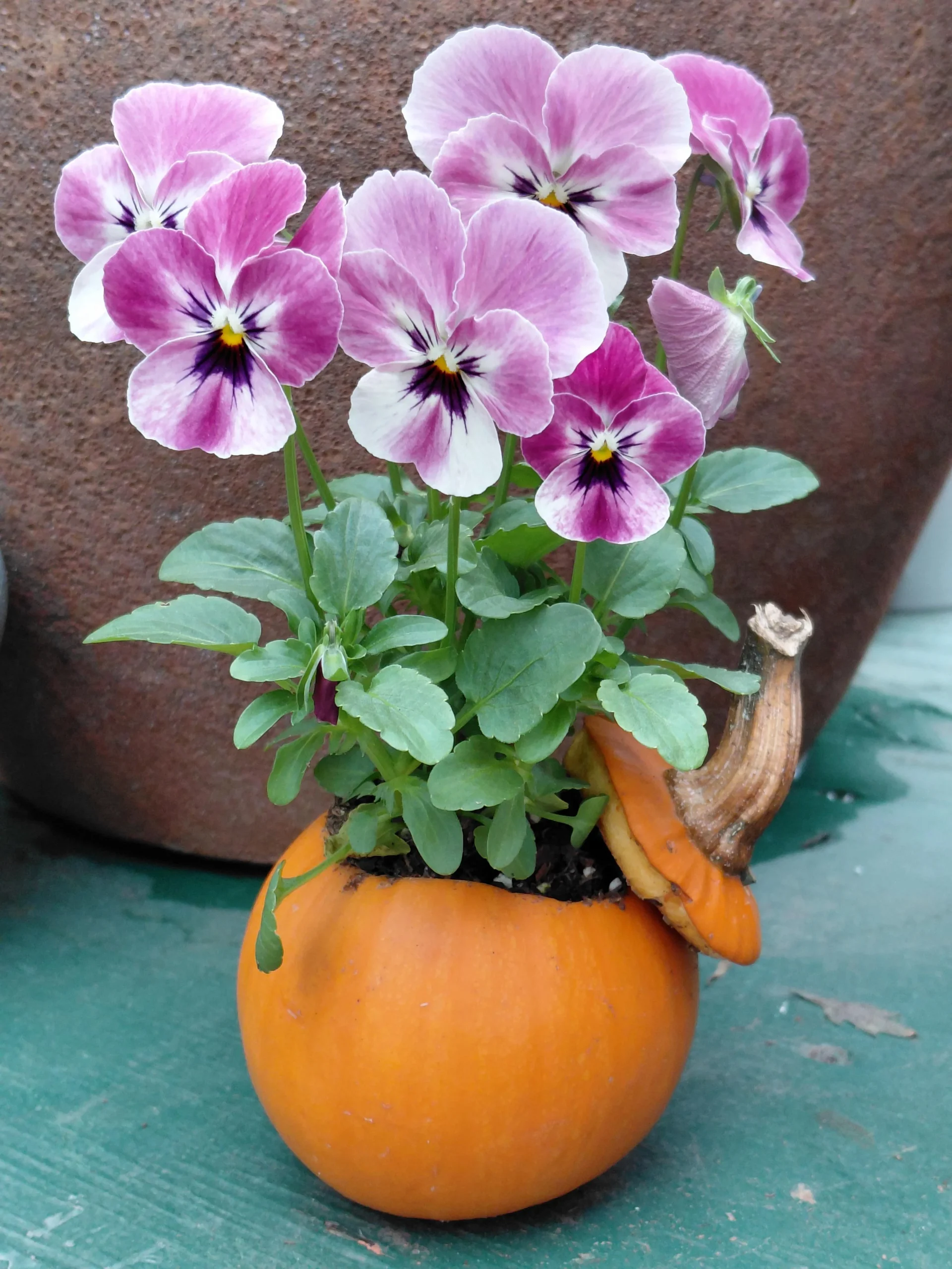 Zucca come vaso per fiori: fai durare la fioriera di zucca 6 settimane (e poi interrala)